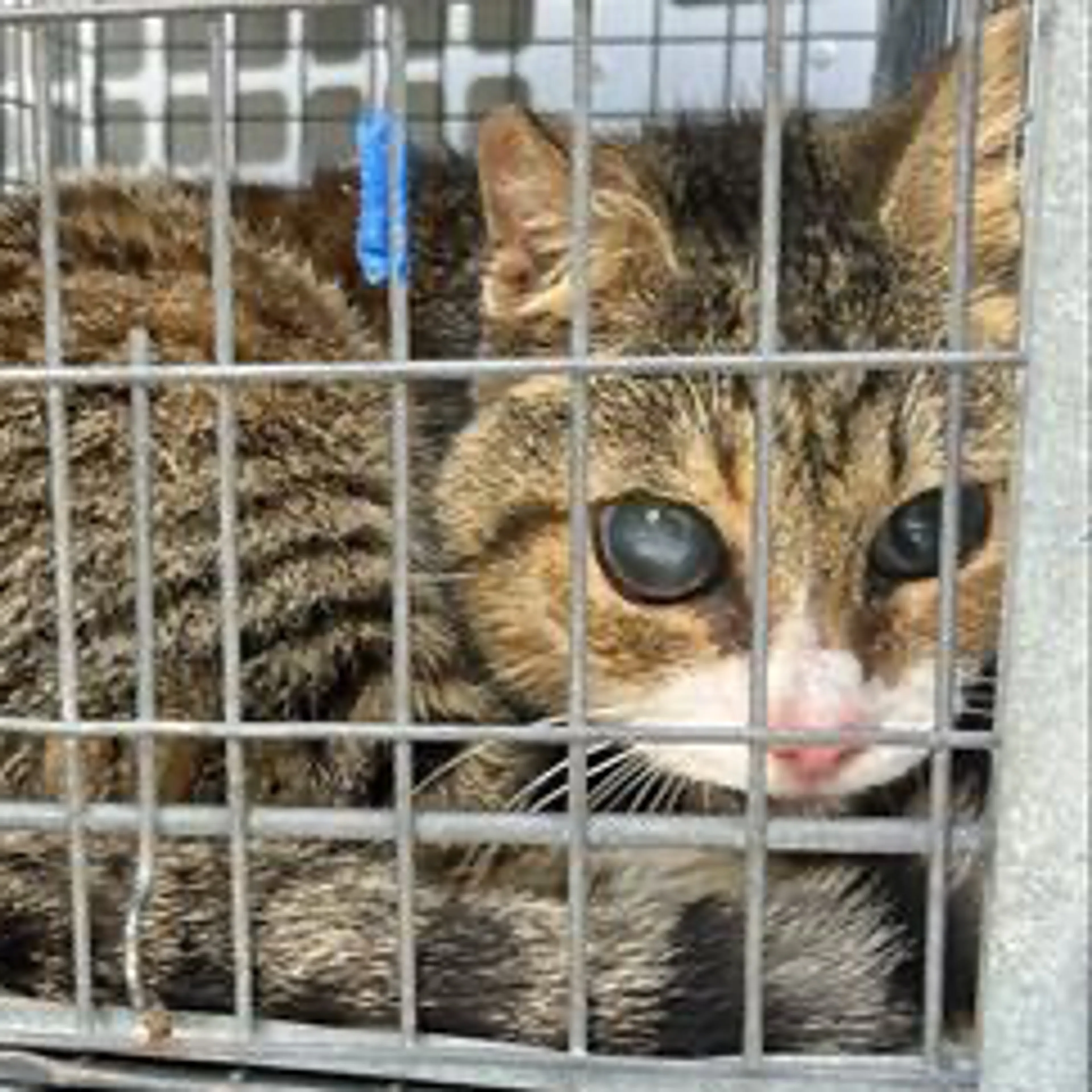 Found pet-1