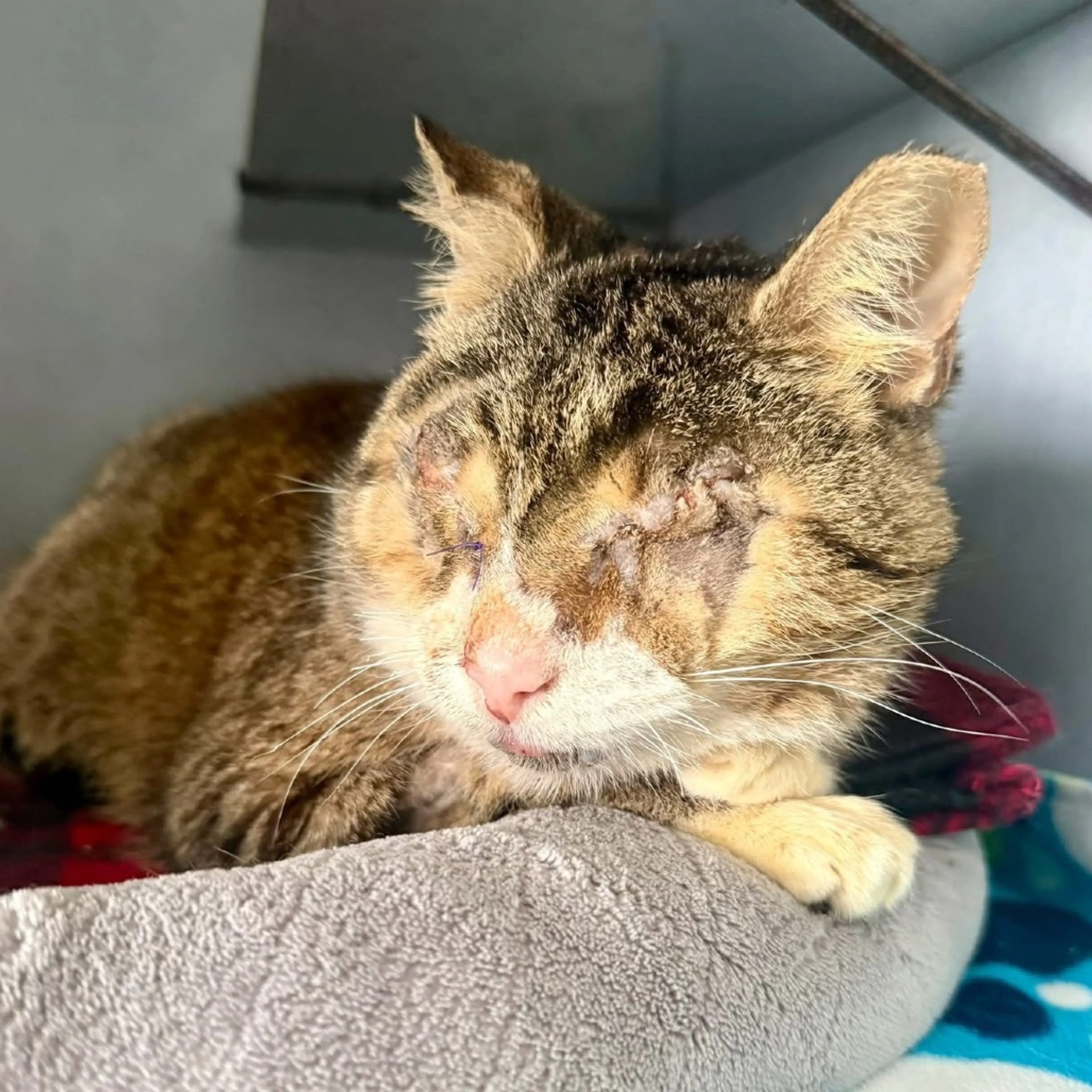 Found pet-4