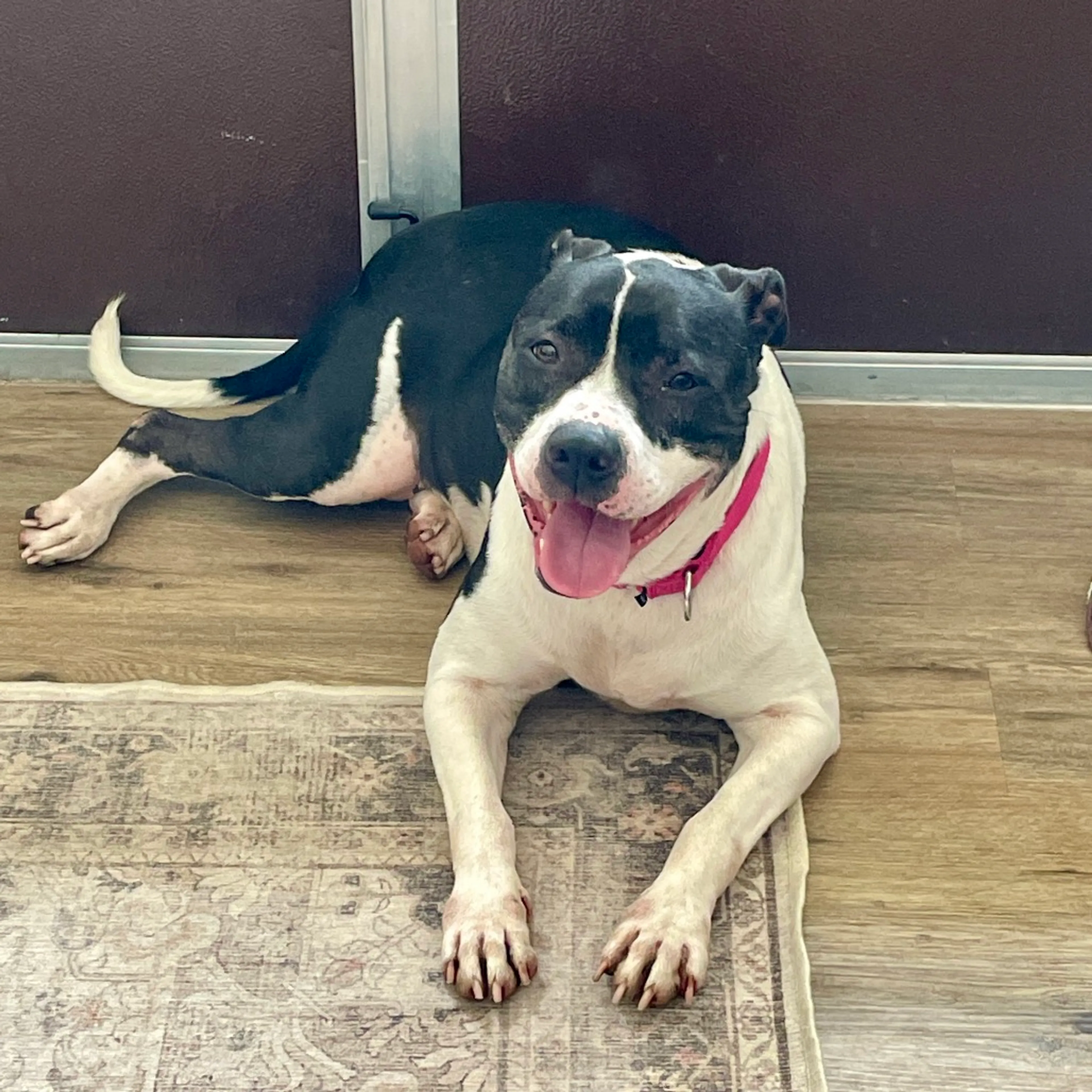 Found pet-2