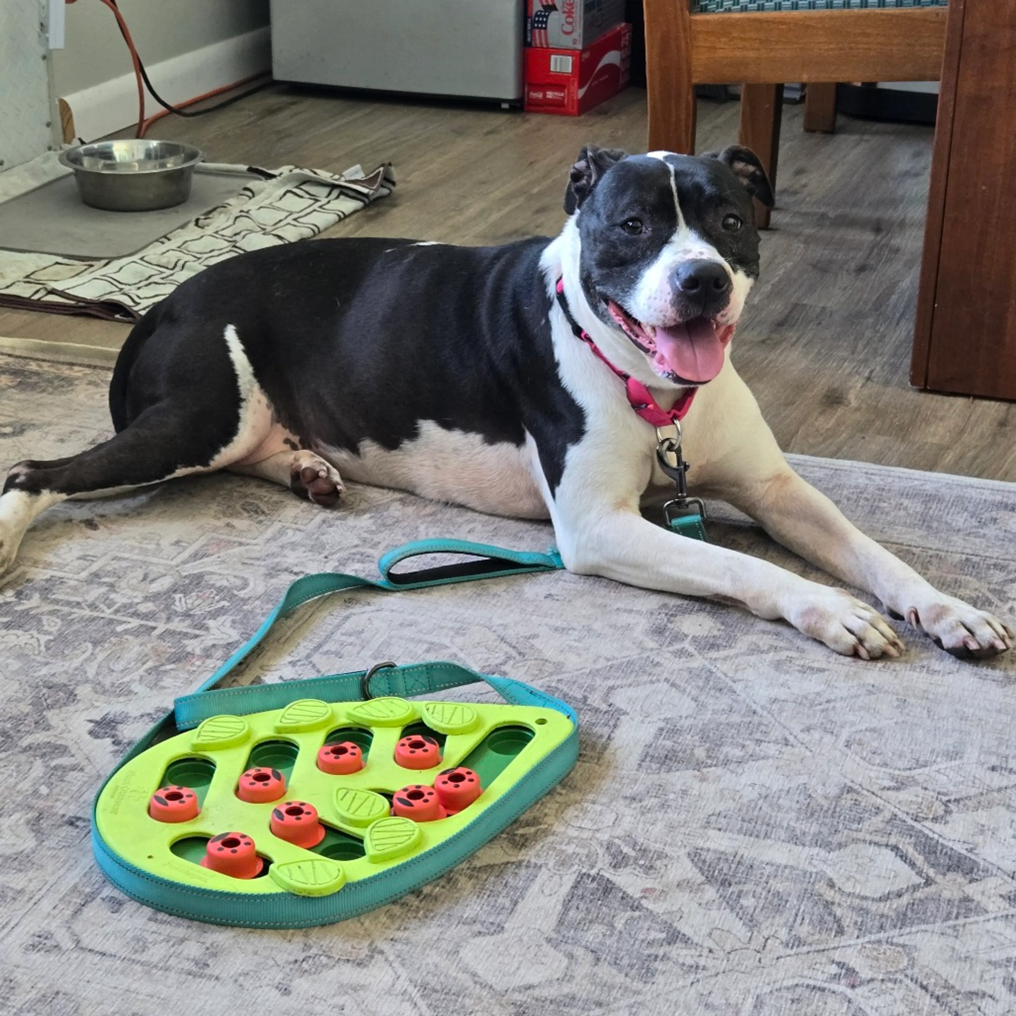 Found pet-4
