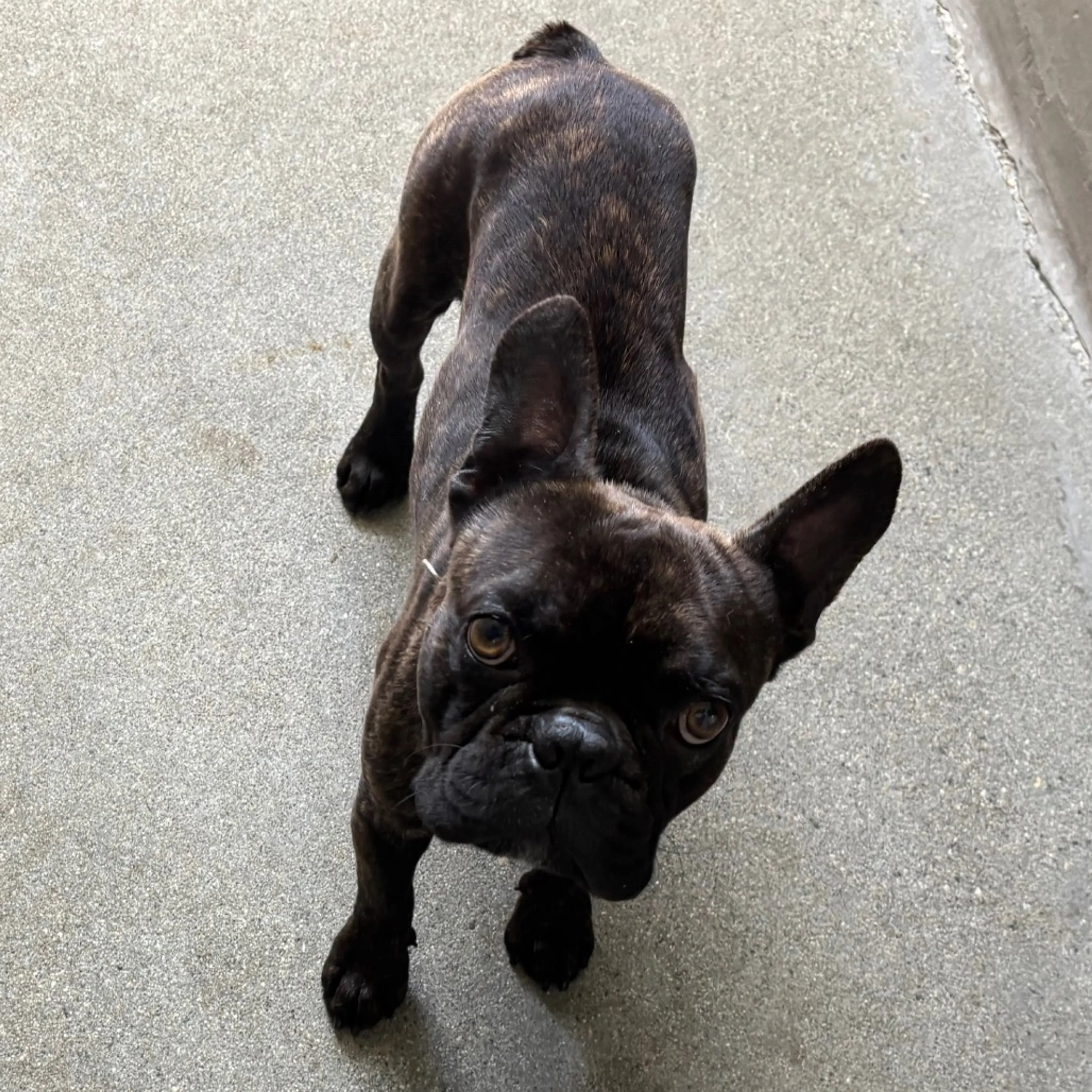 Found pet-1