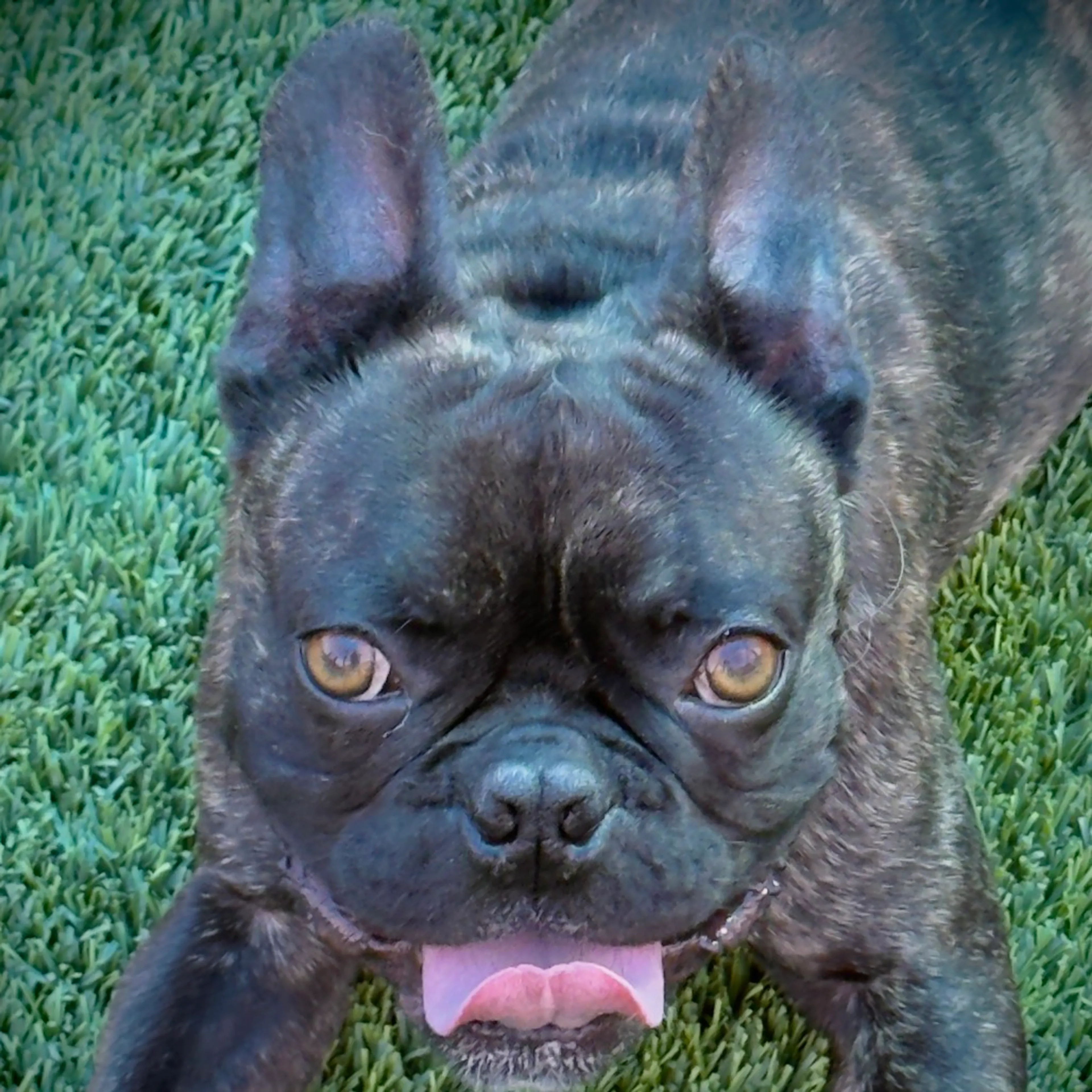 Found pet-6