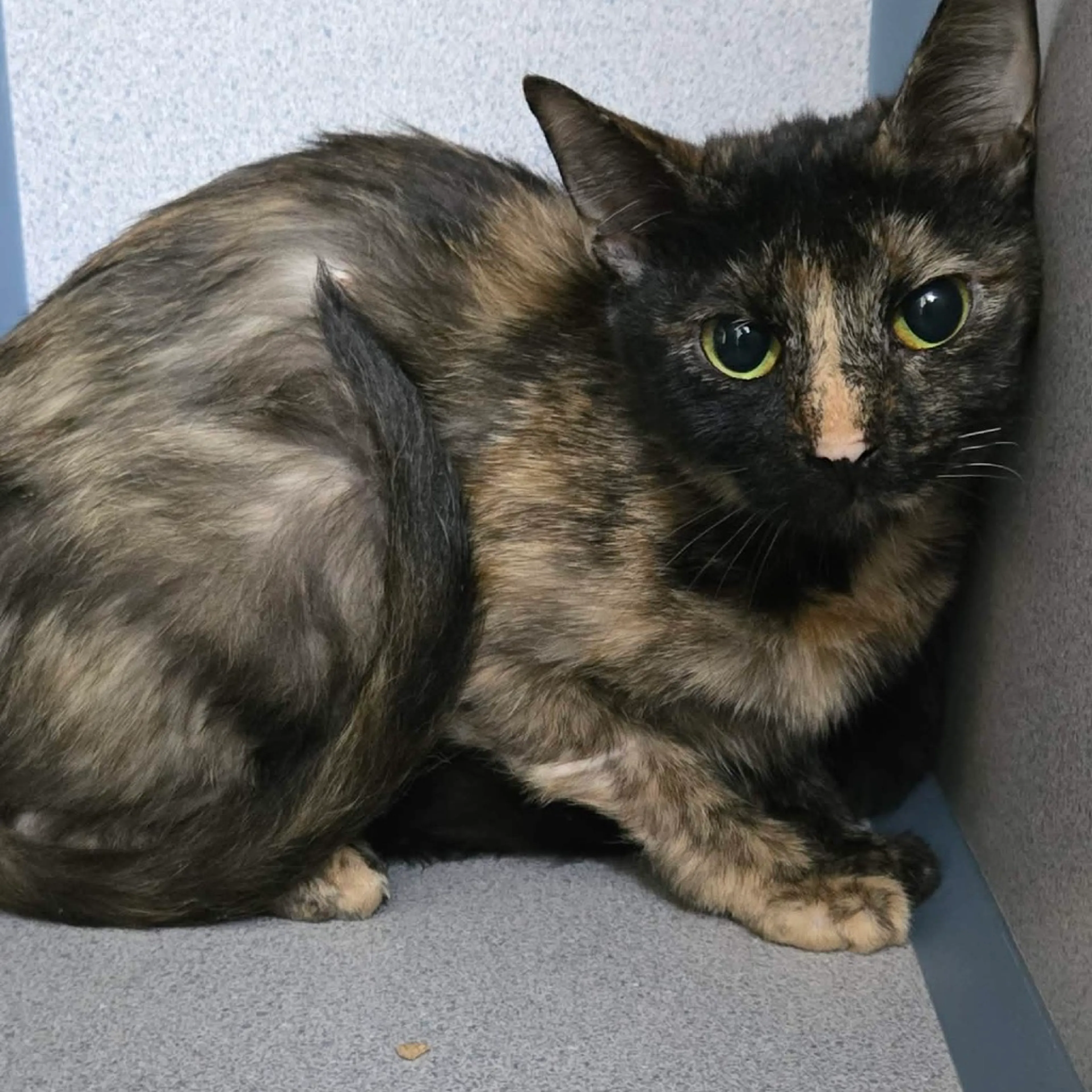 Found pet-1