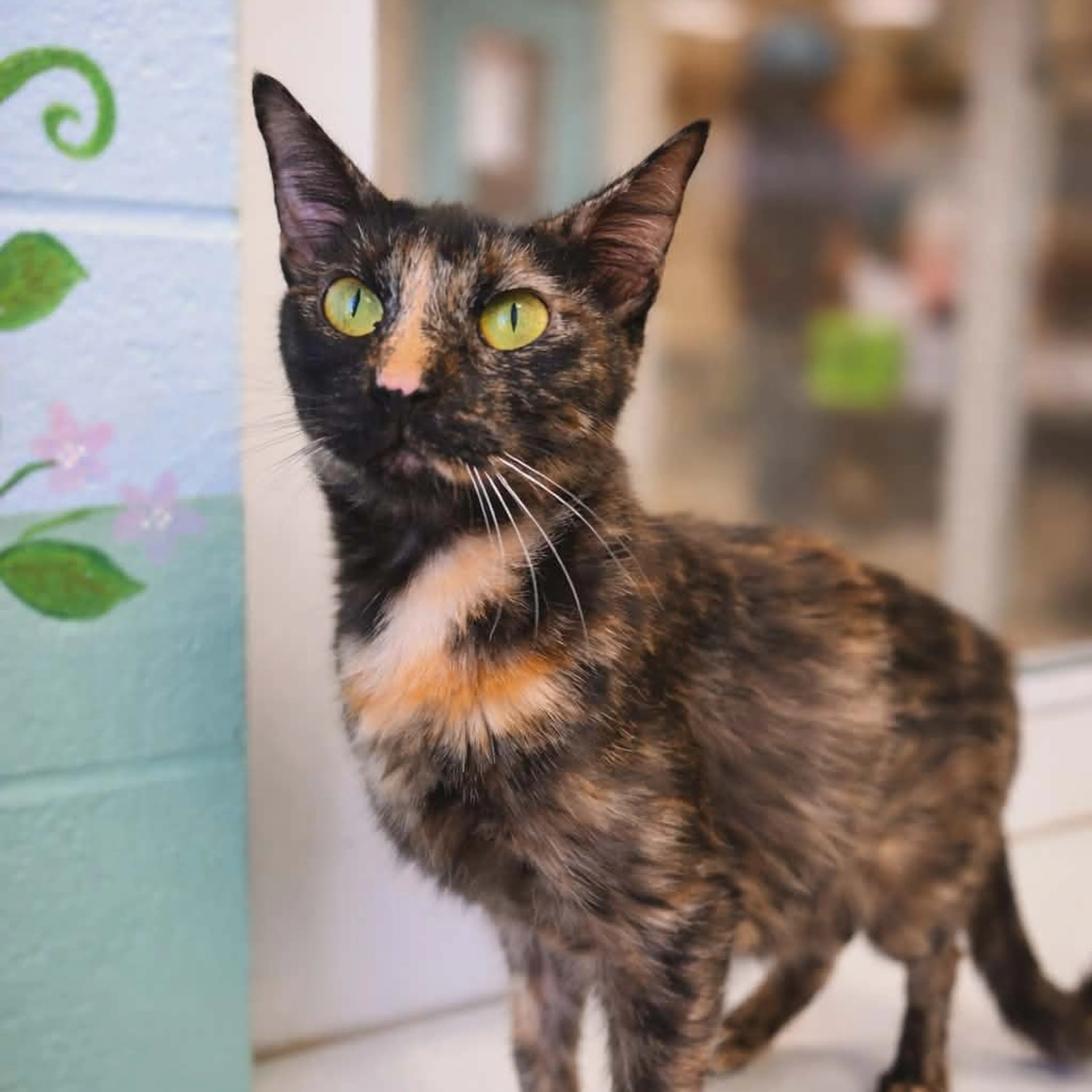 Found pet-2