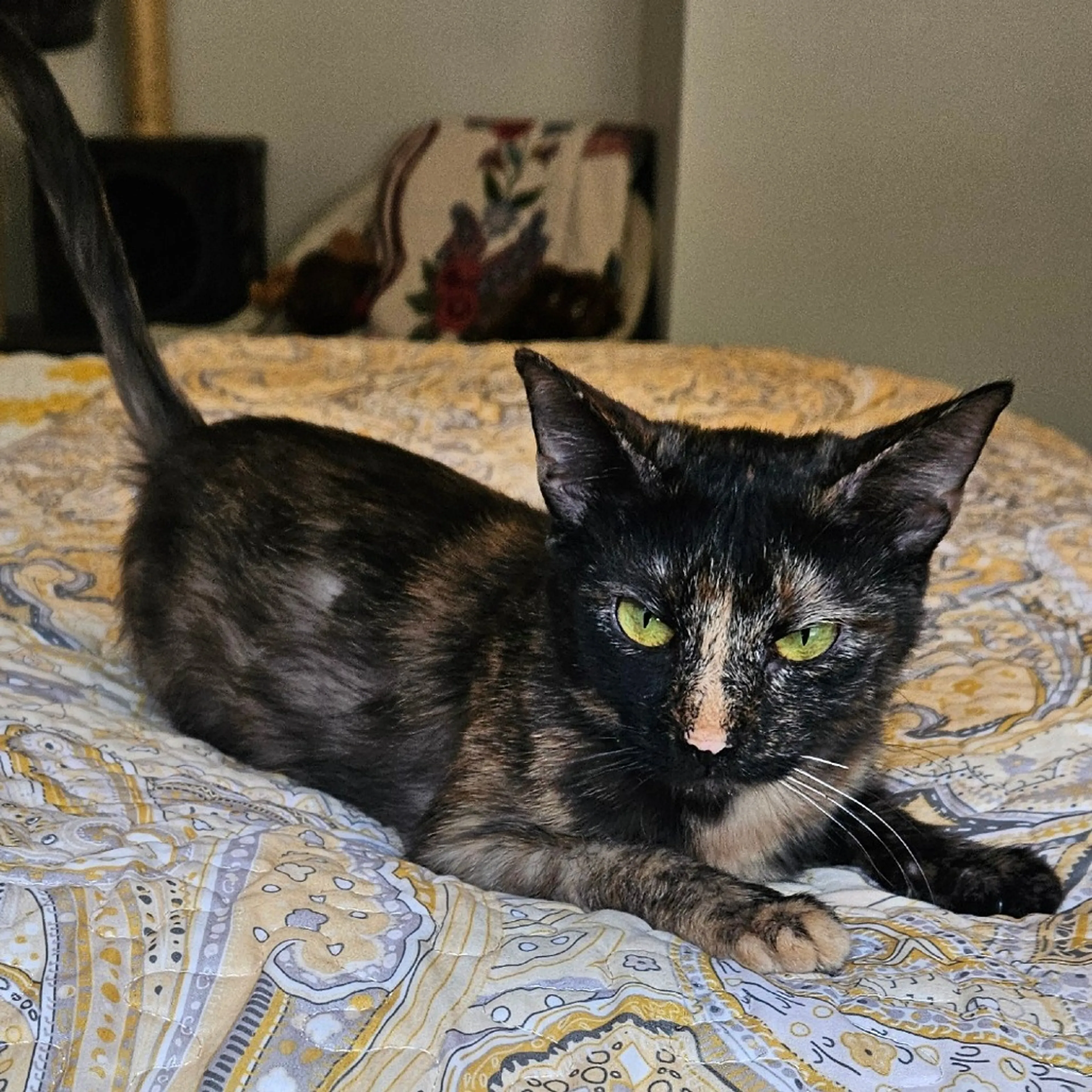 Found pet-0
