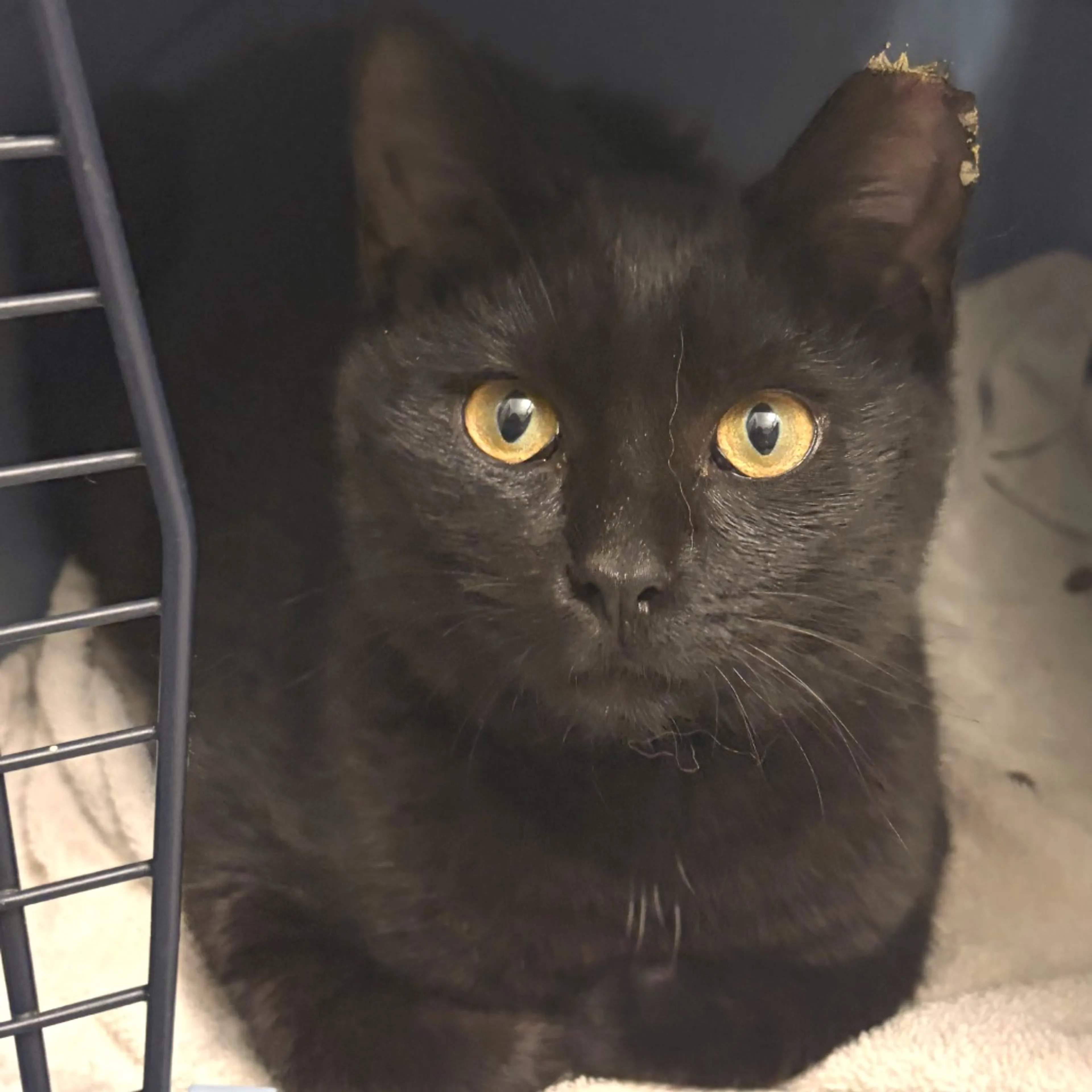 Found pet