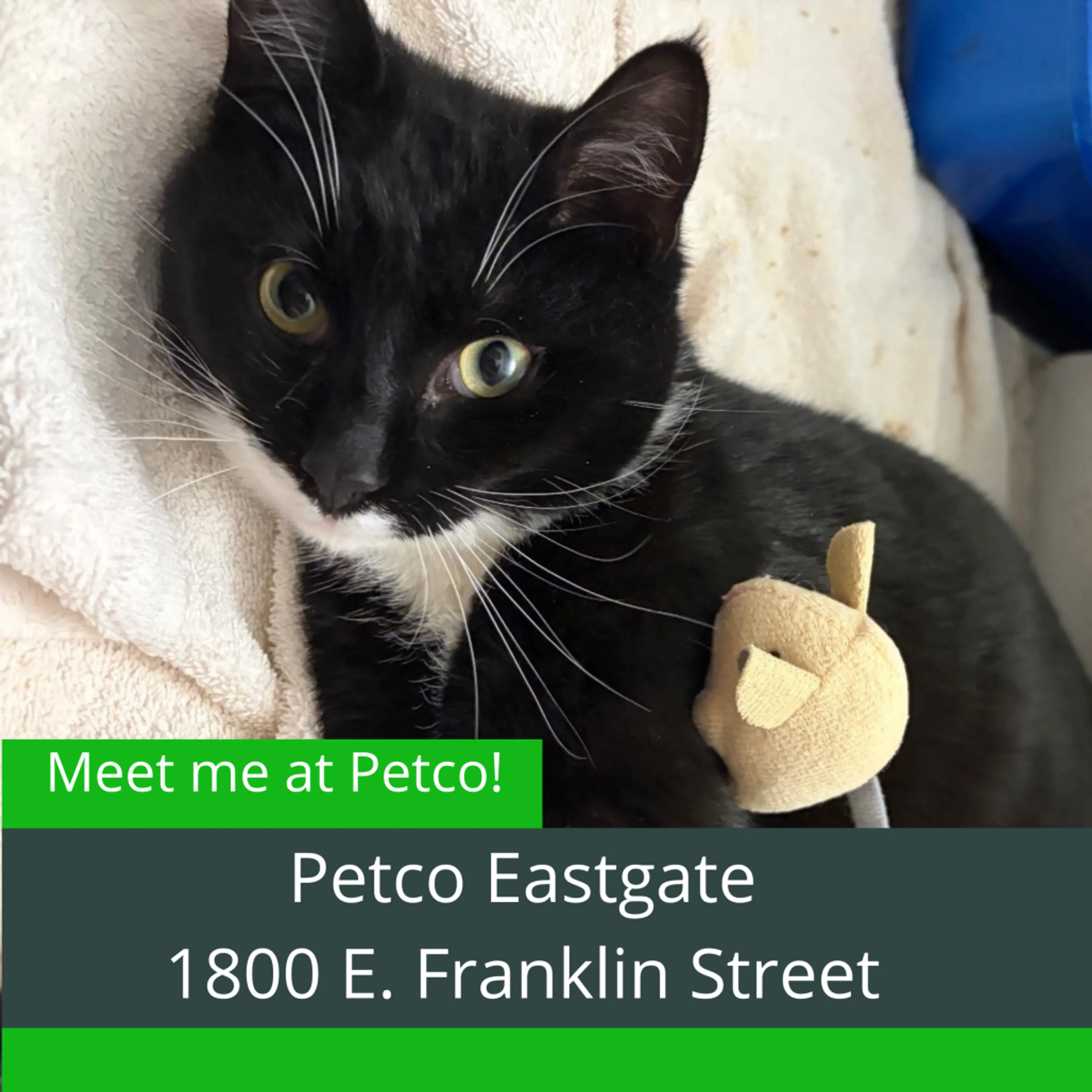 Found pet-3