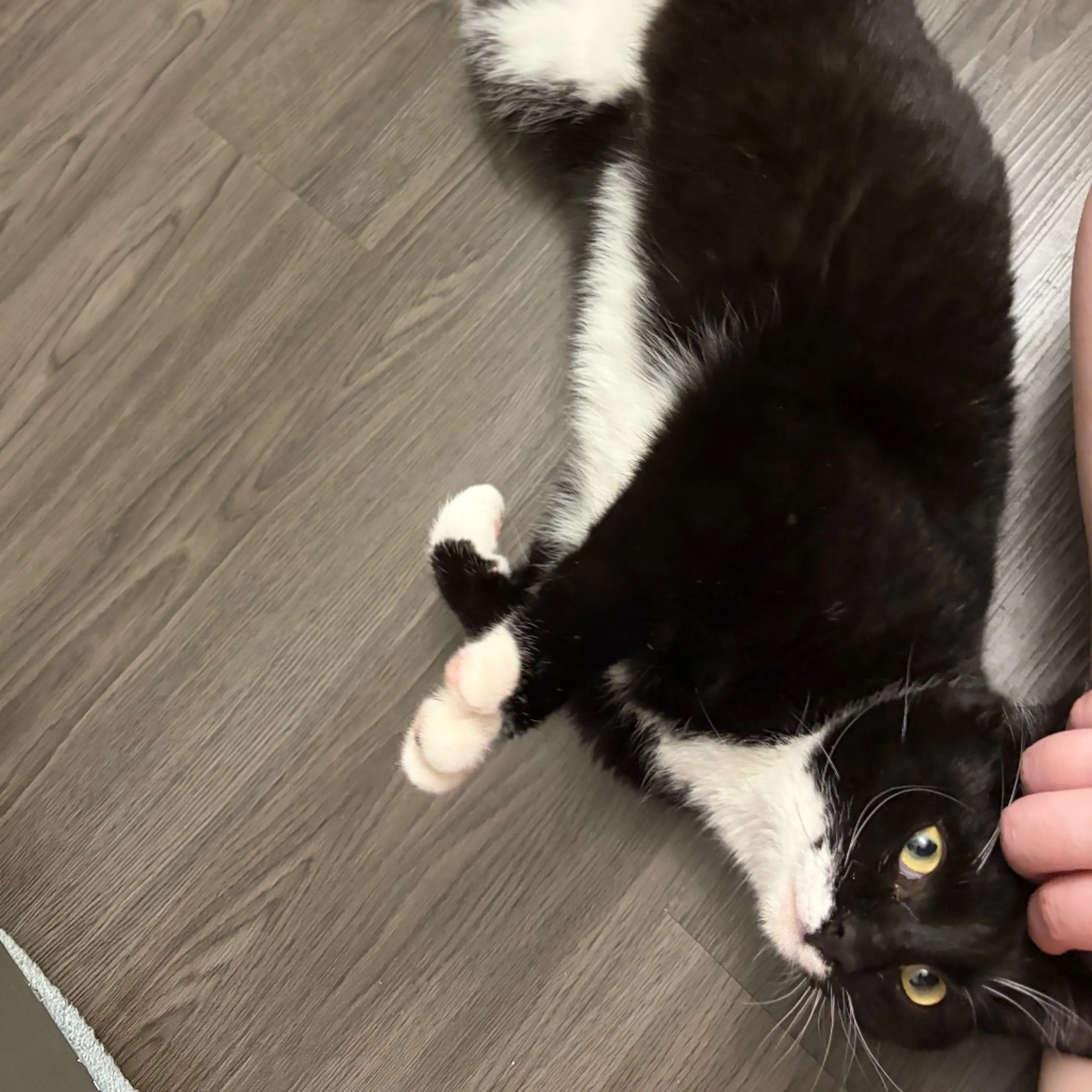 Found pet-1