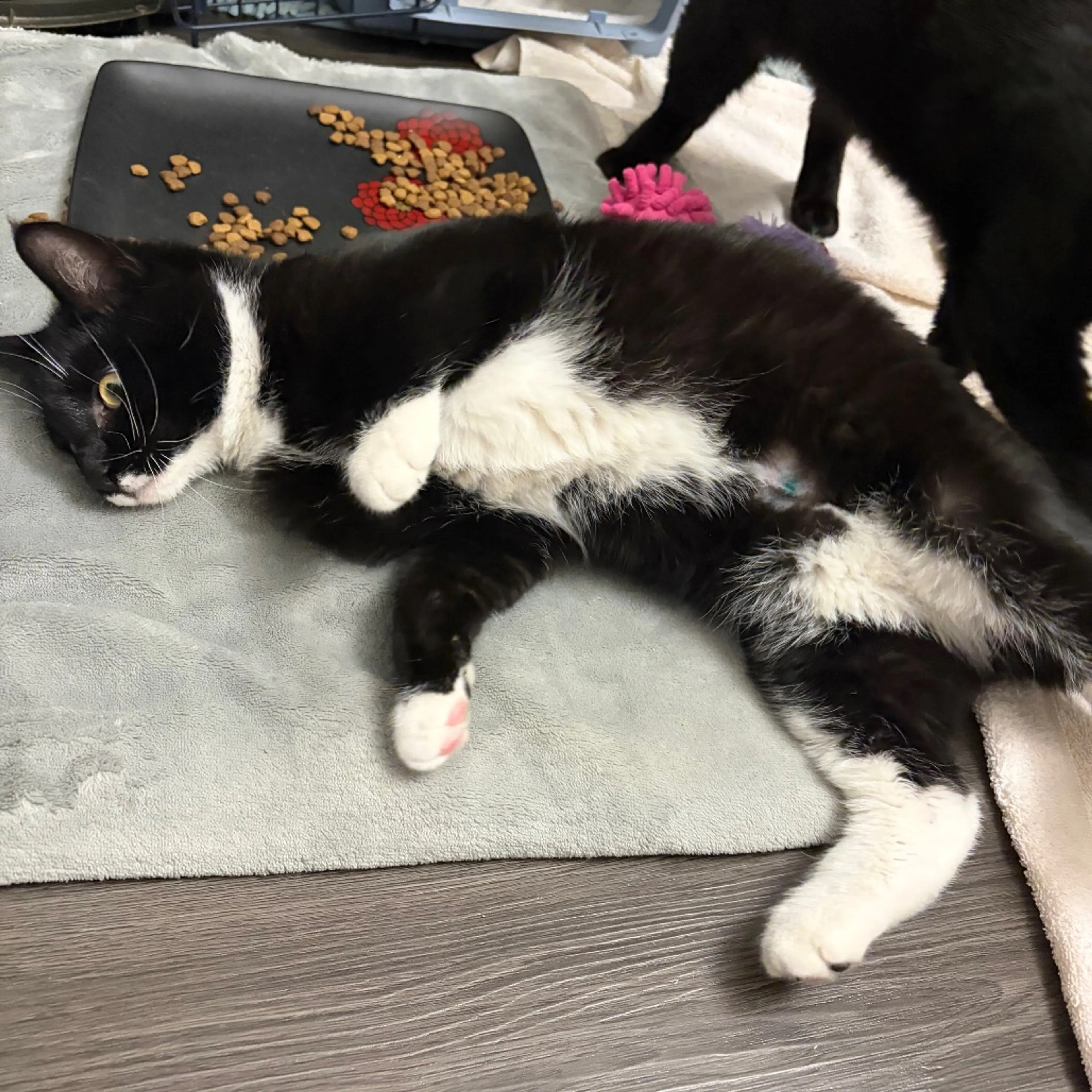 Found pet-2