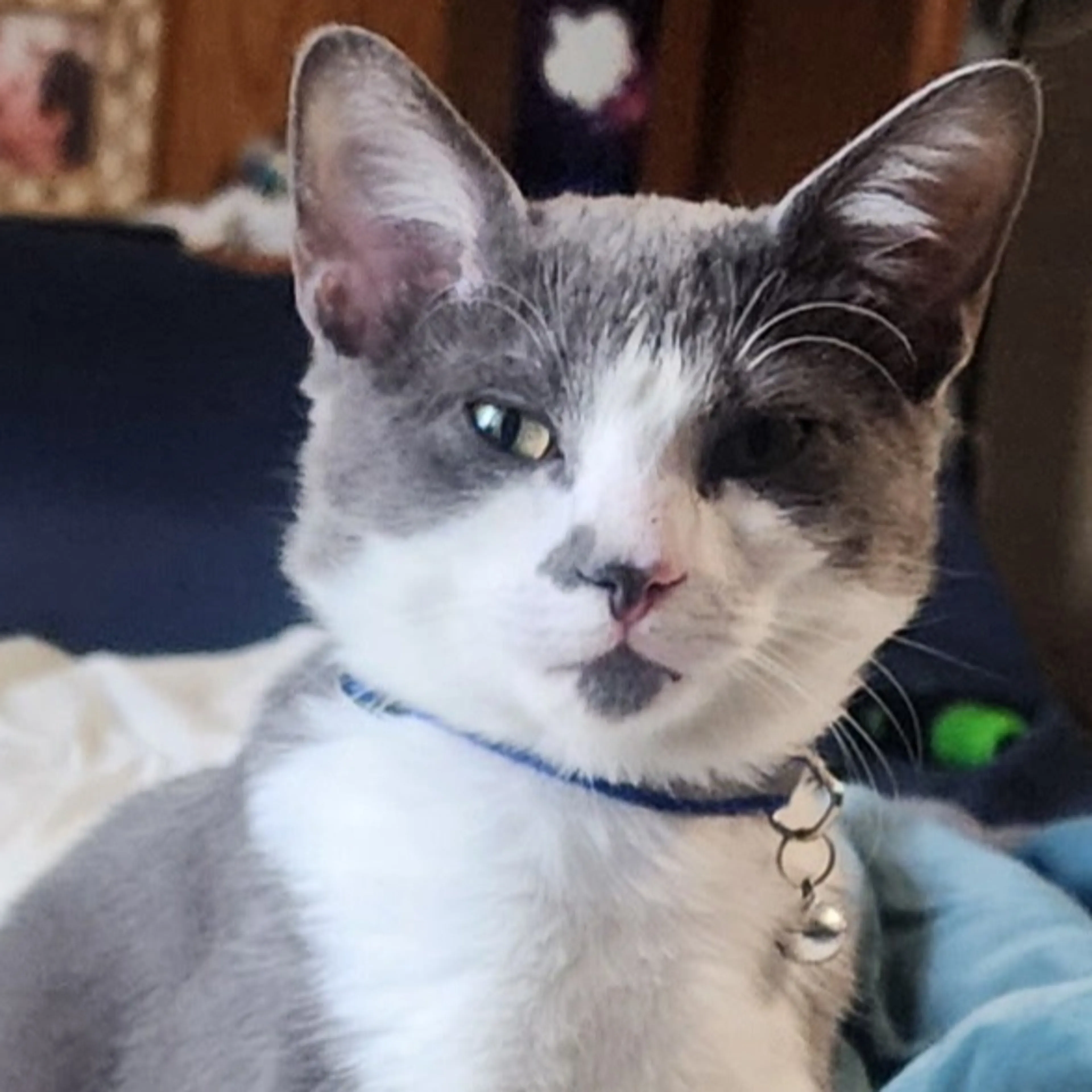 Lost pet-2
