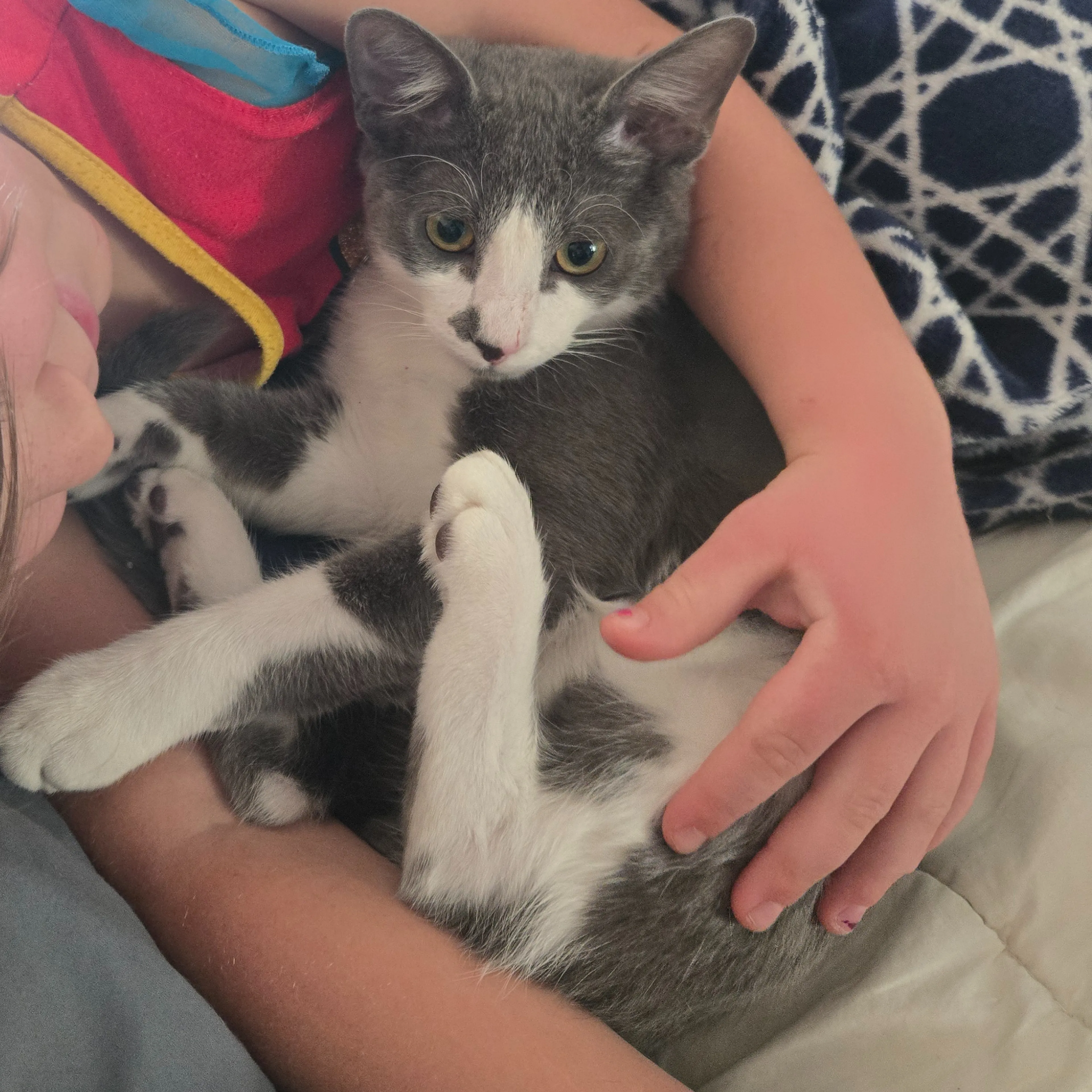 Lost pet-1
