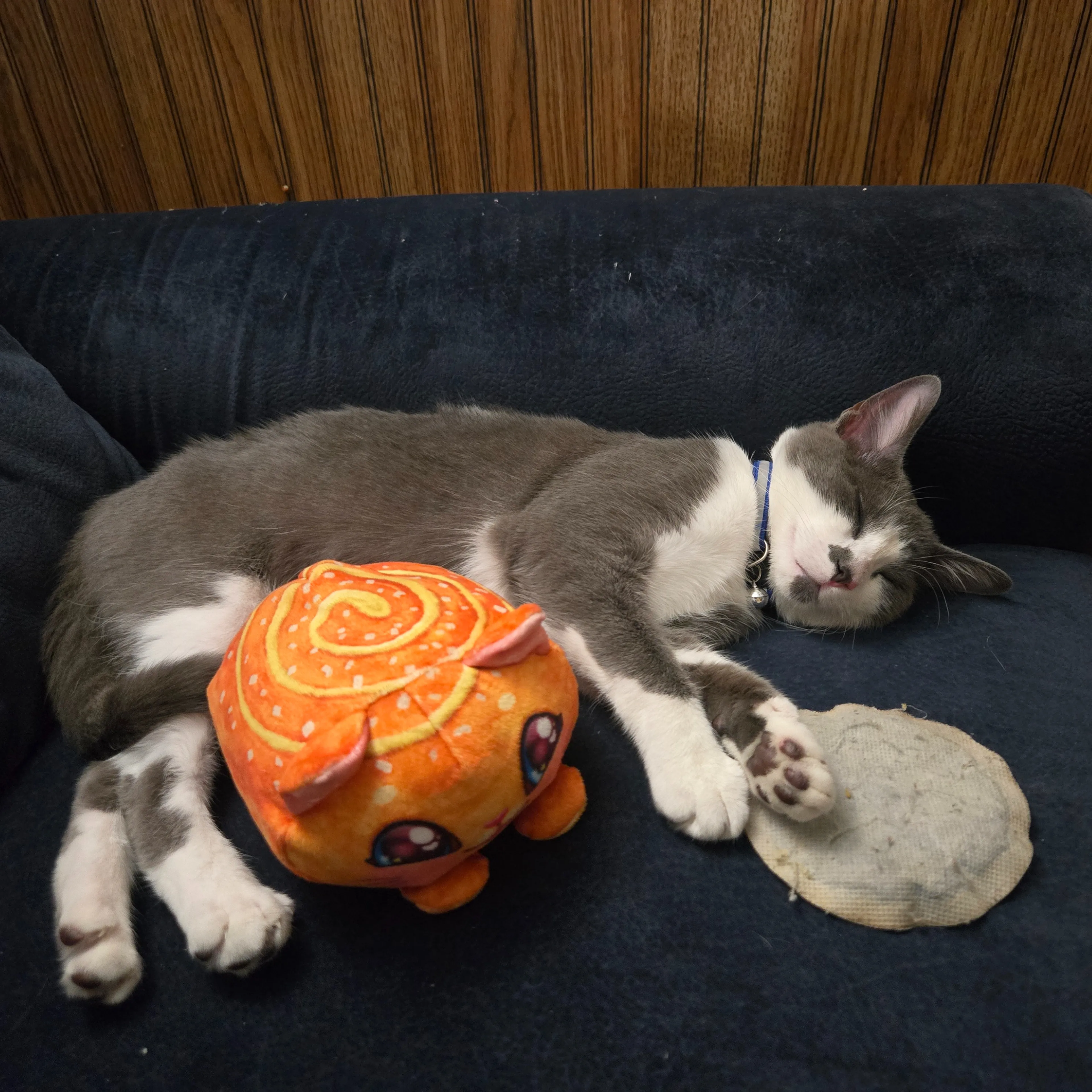 Lost pet-3