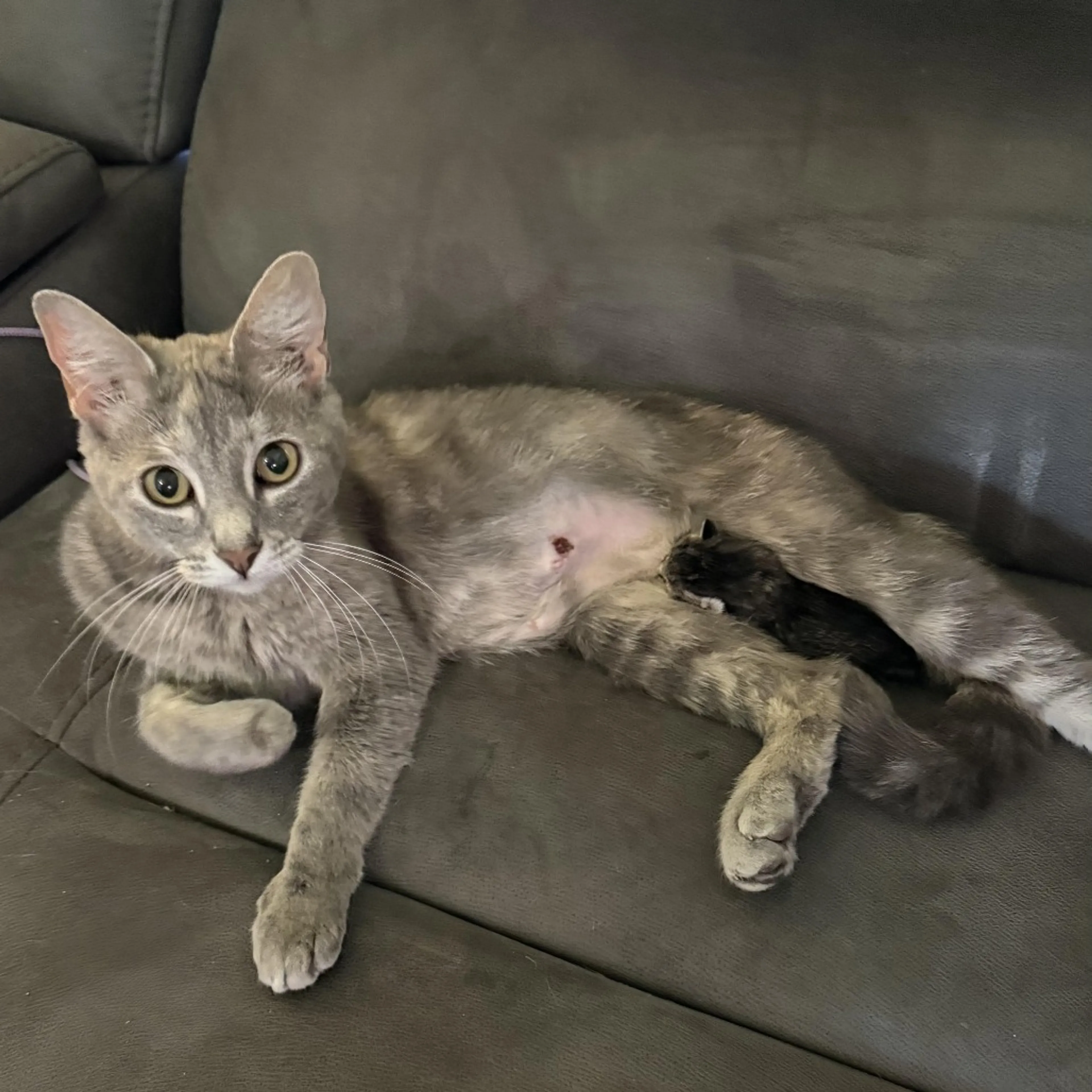 Found pet