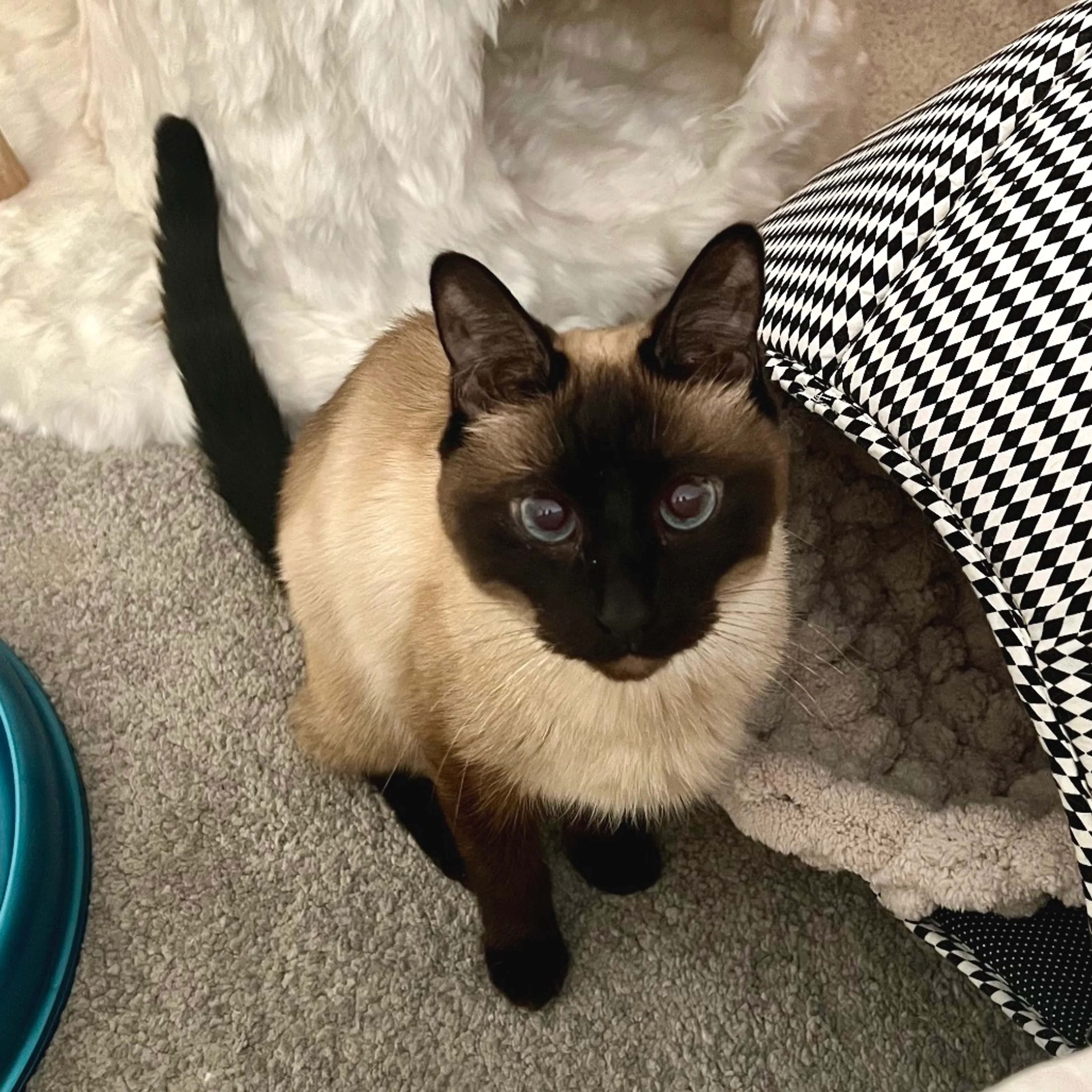 Found pet-3