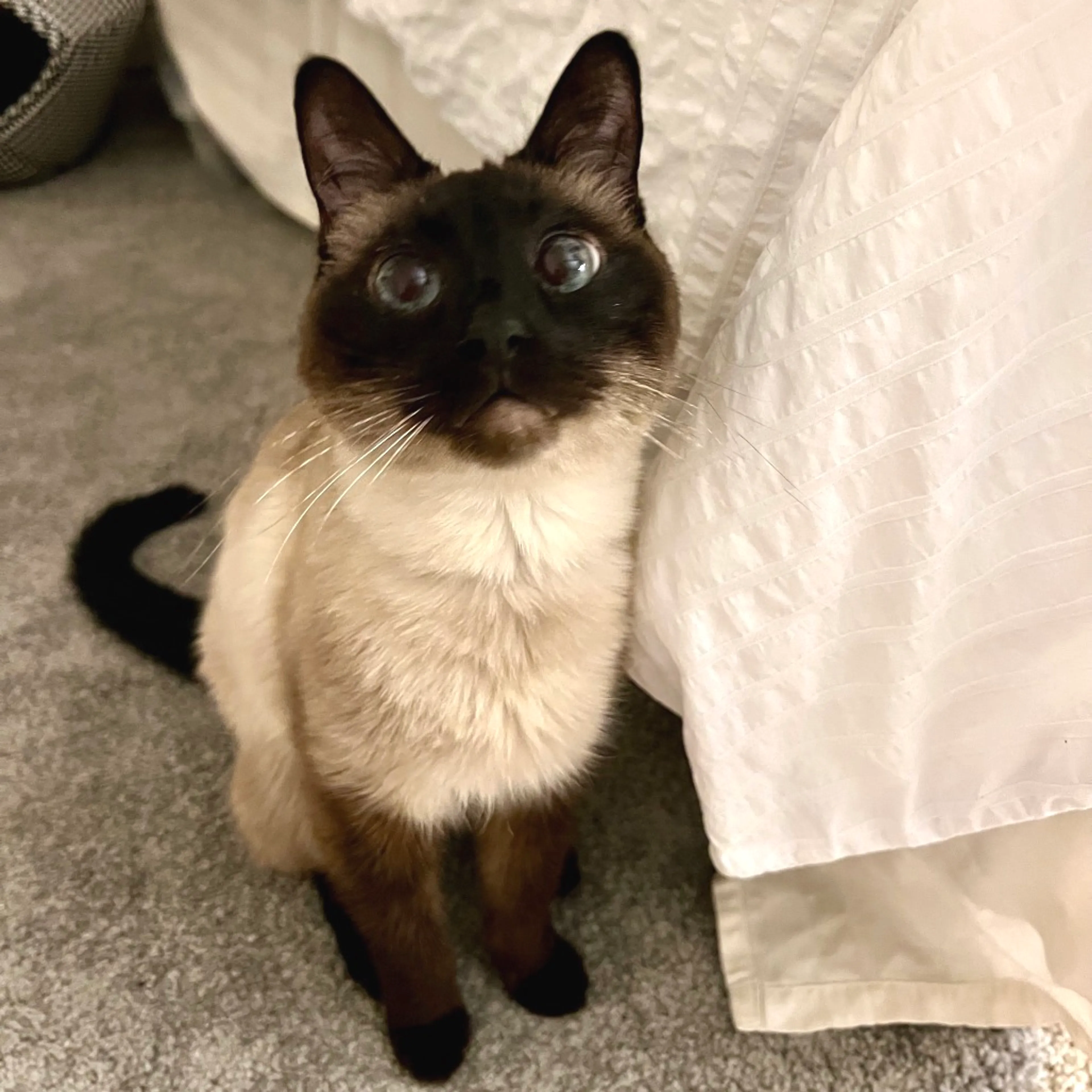 Found pet-1