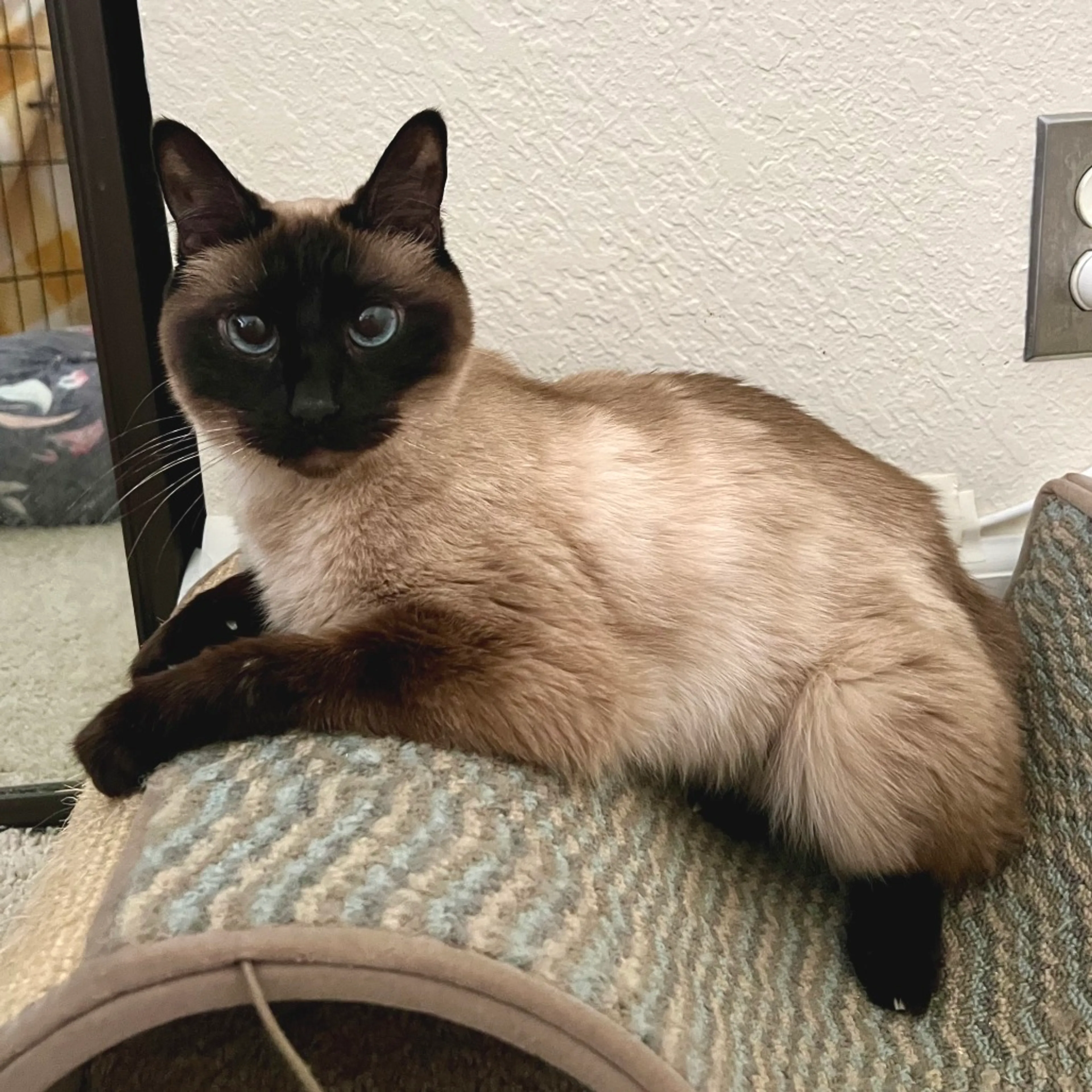 Found pet-2