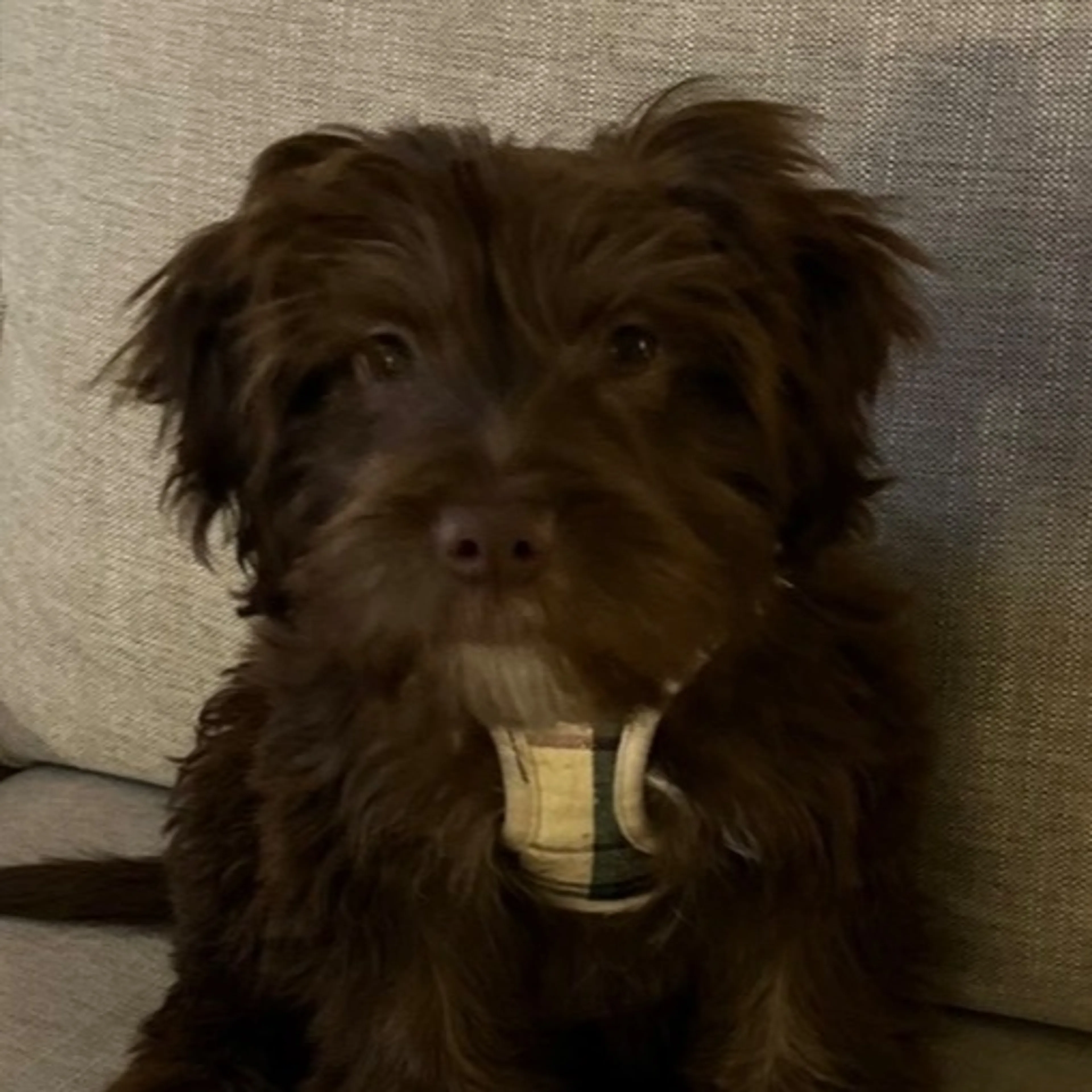Lost pet