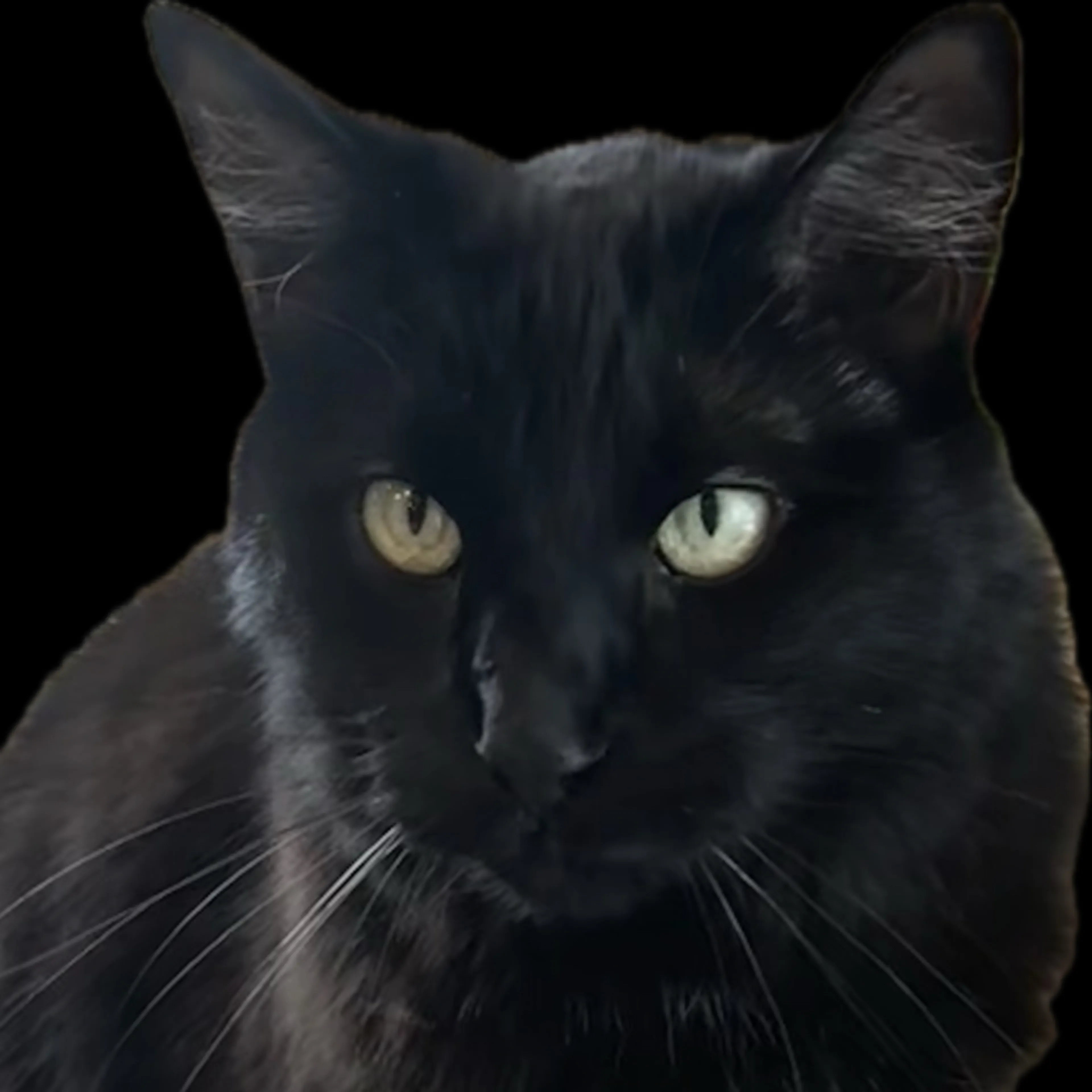Lost pet-1