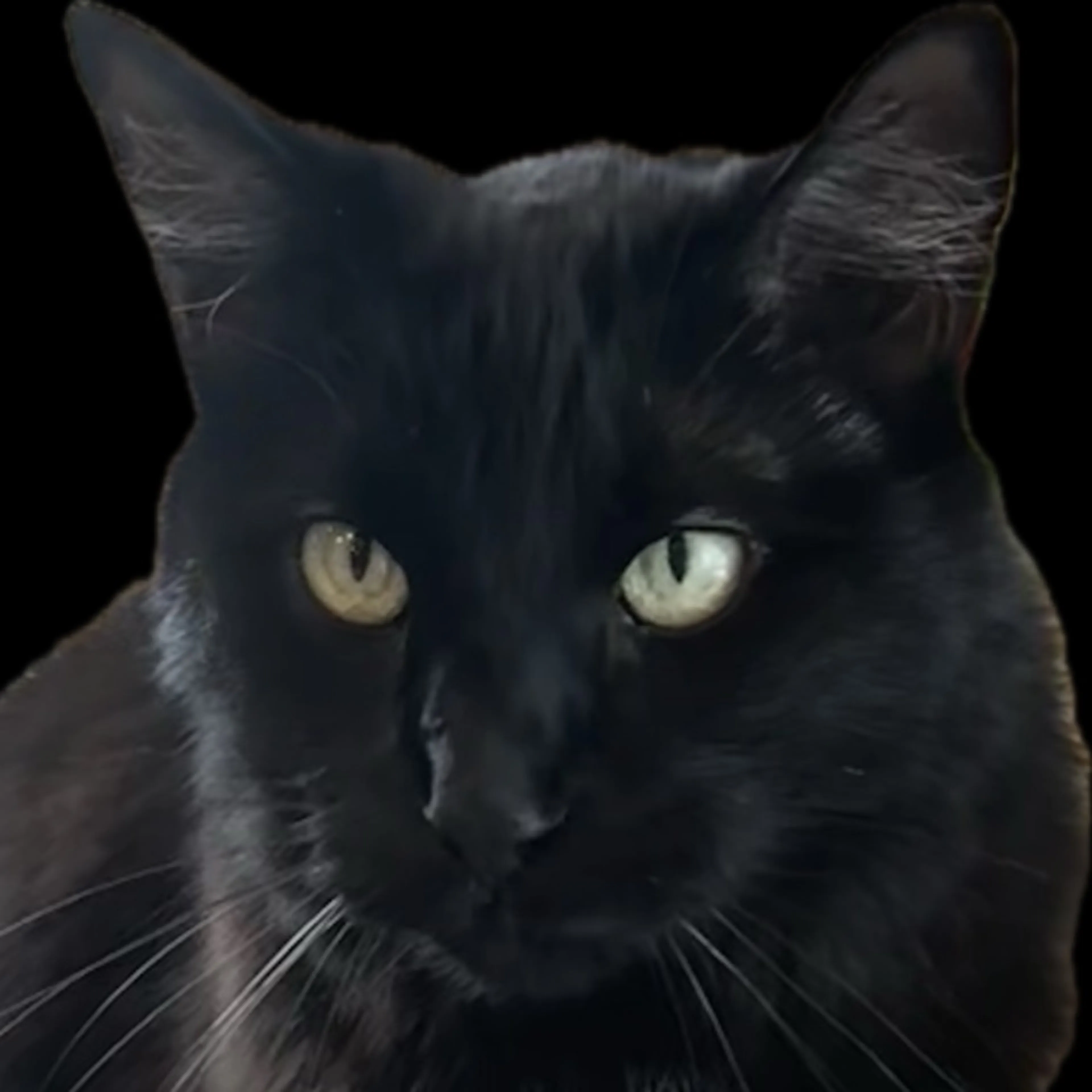 Lost pet-0