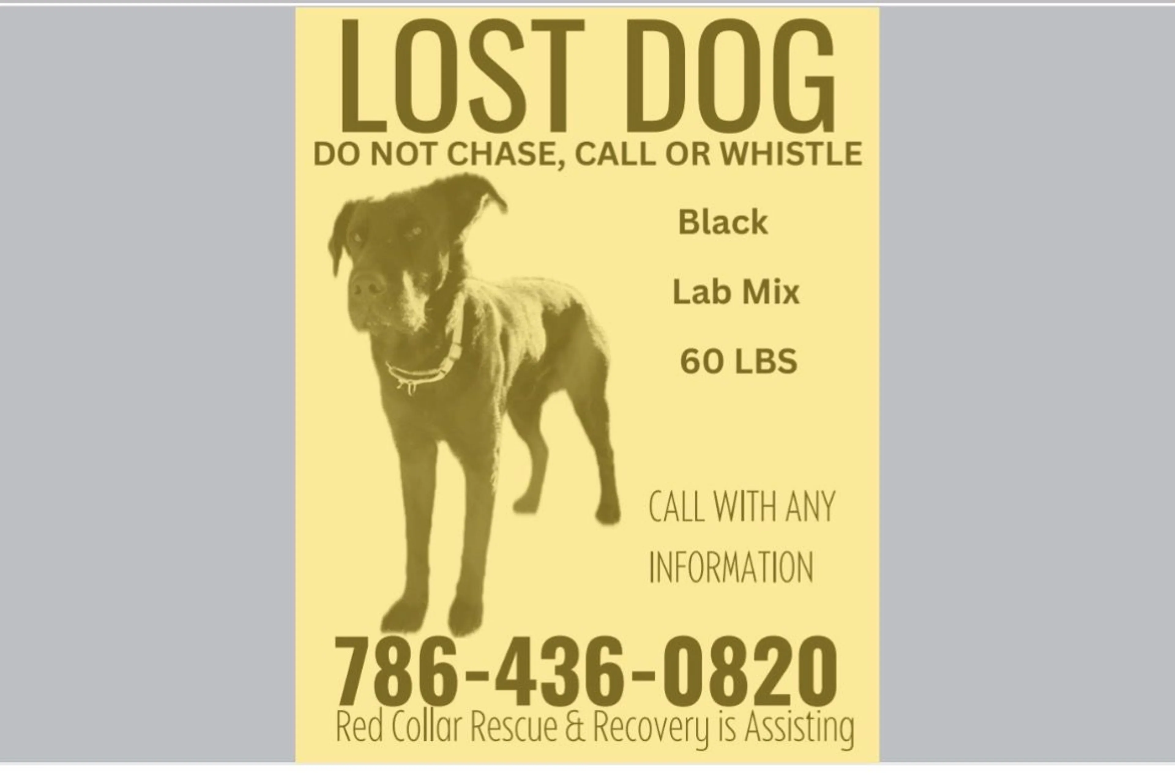 Lost pet-0