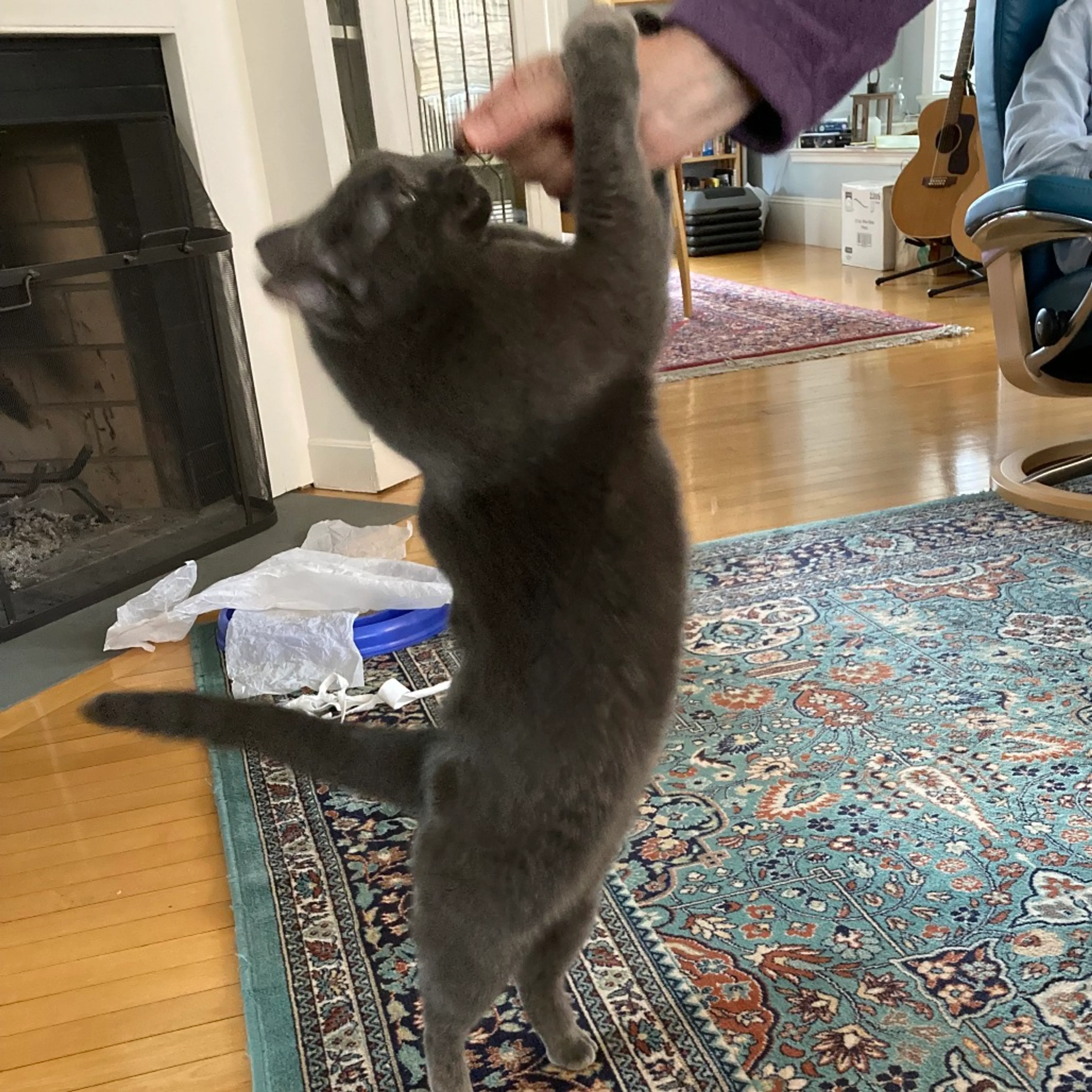 Found pet-2