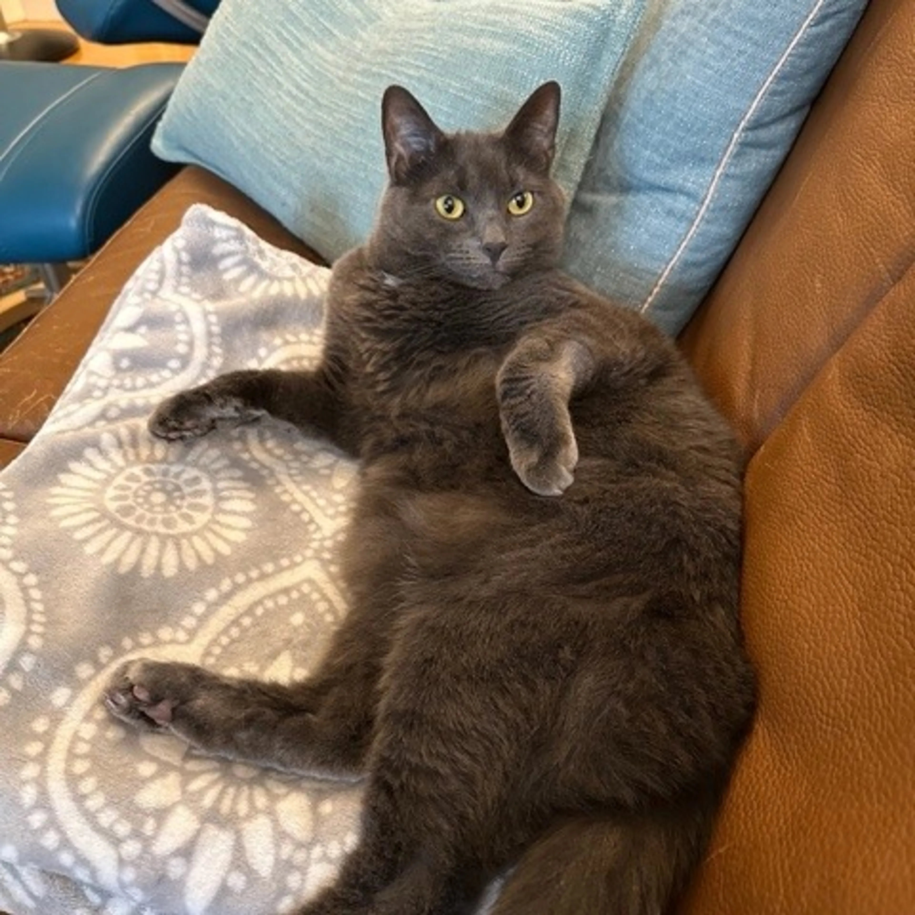 Found pet-0