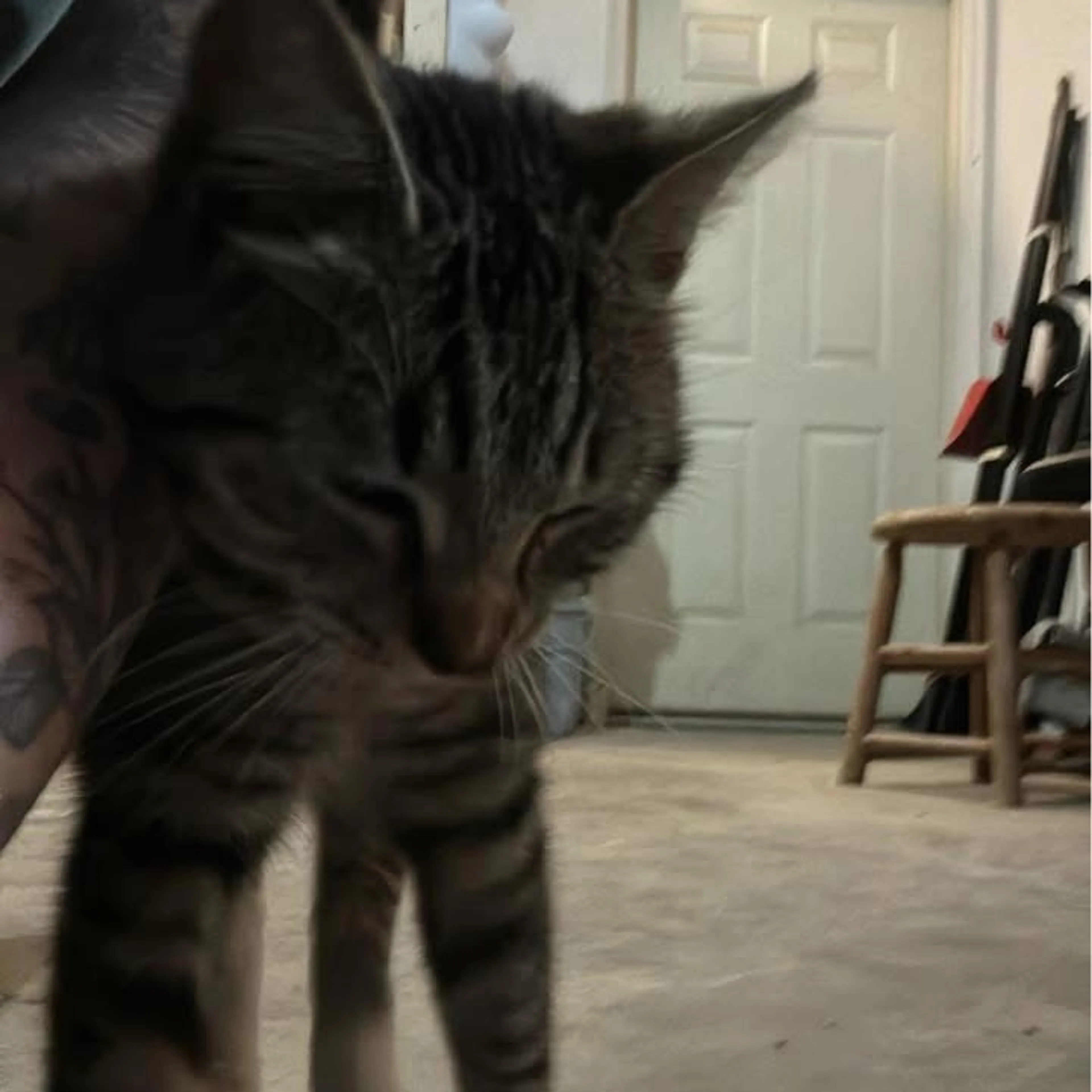 Found pet