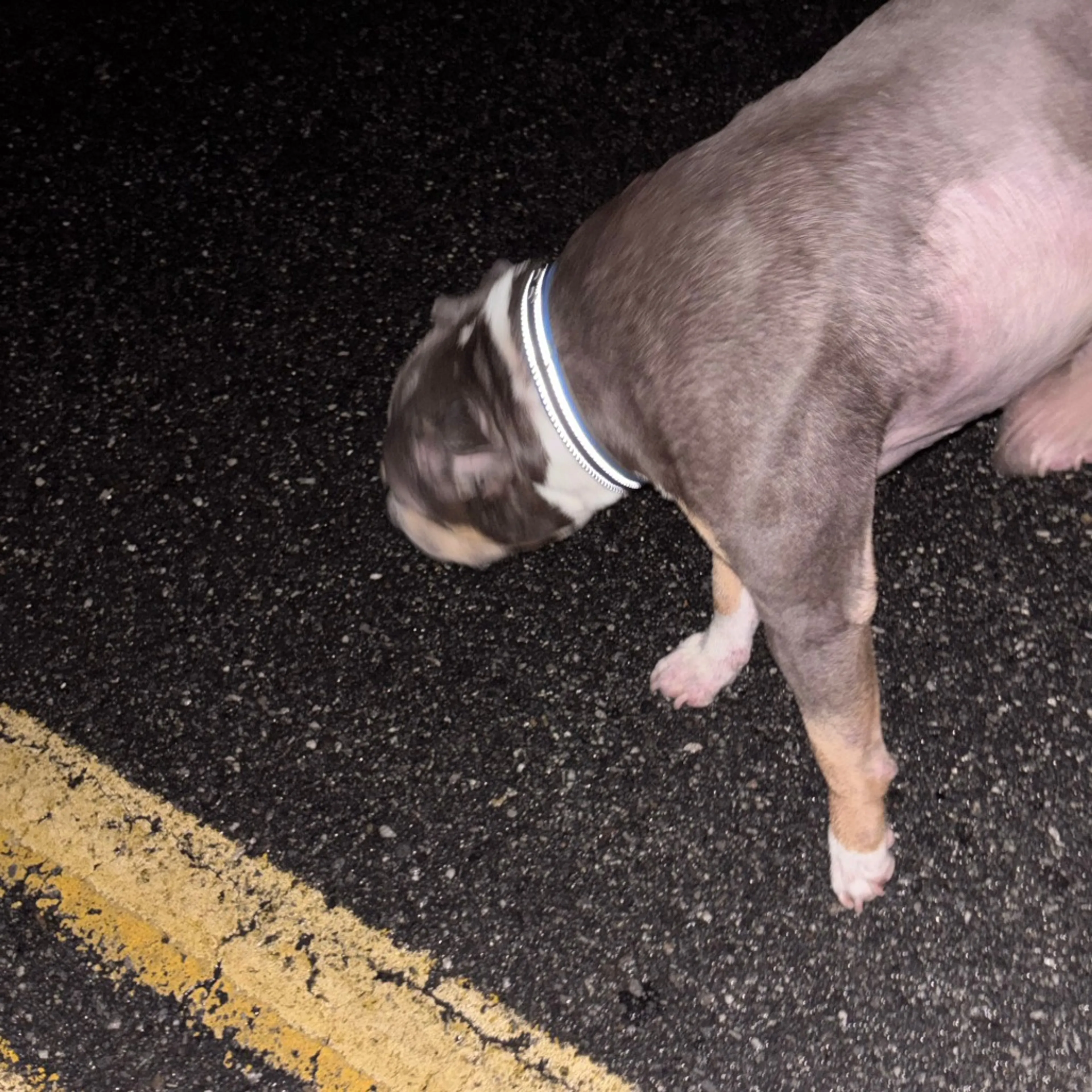 Found pet-2