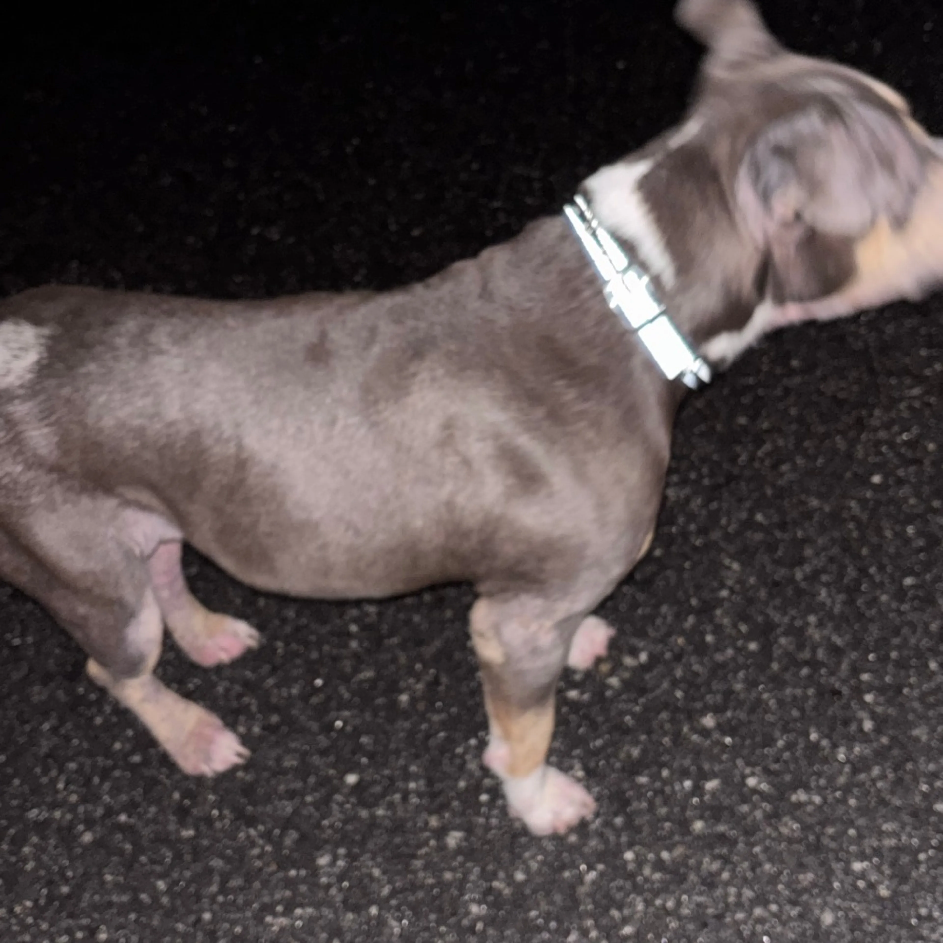 Found pet-0