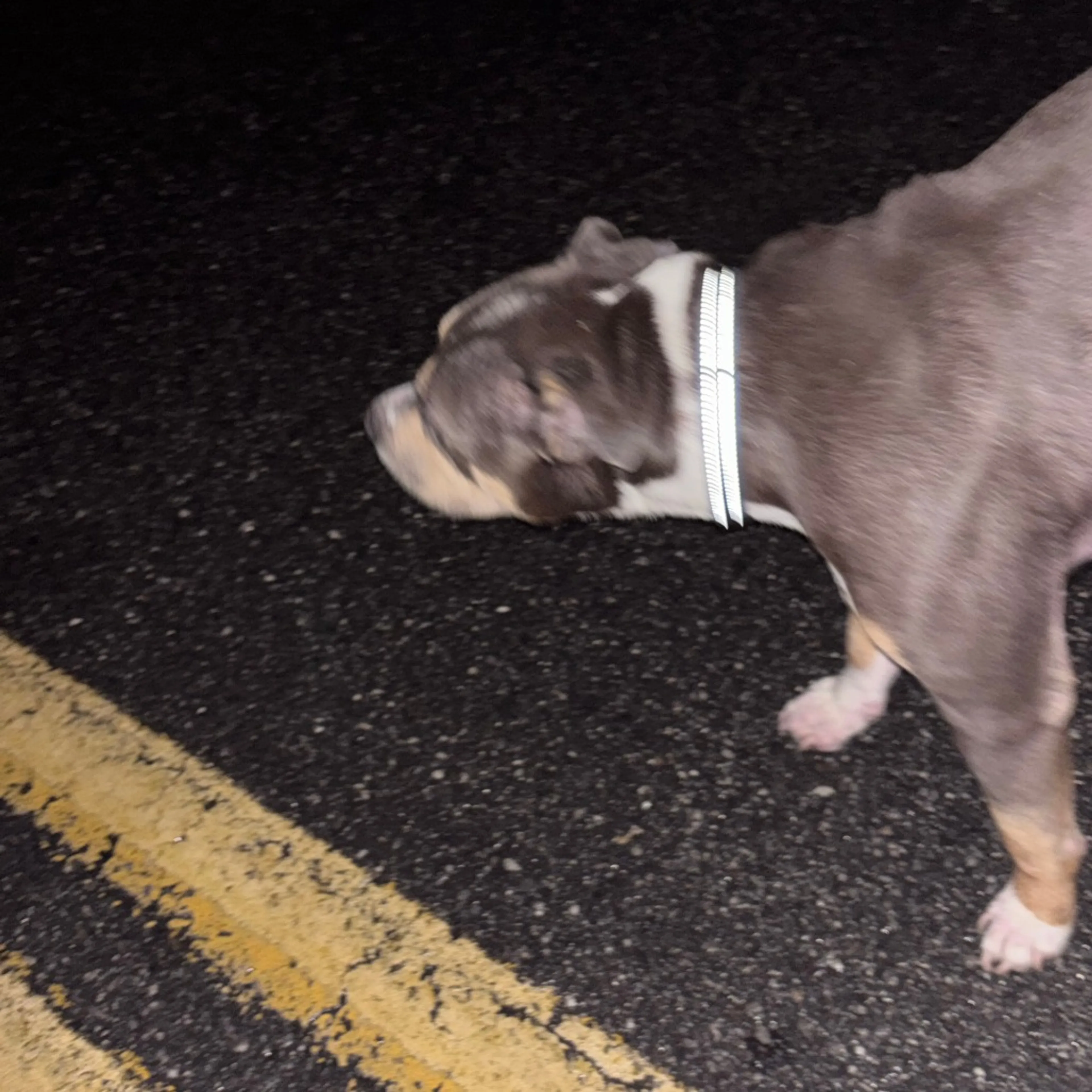 Found pet-1