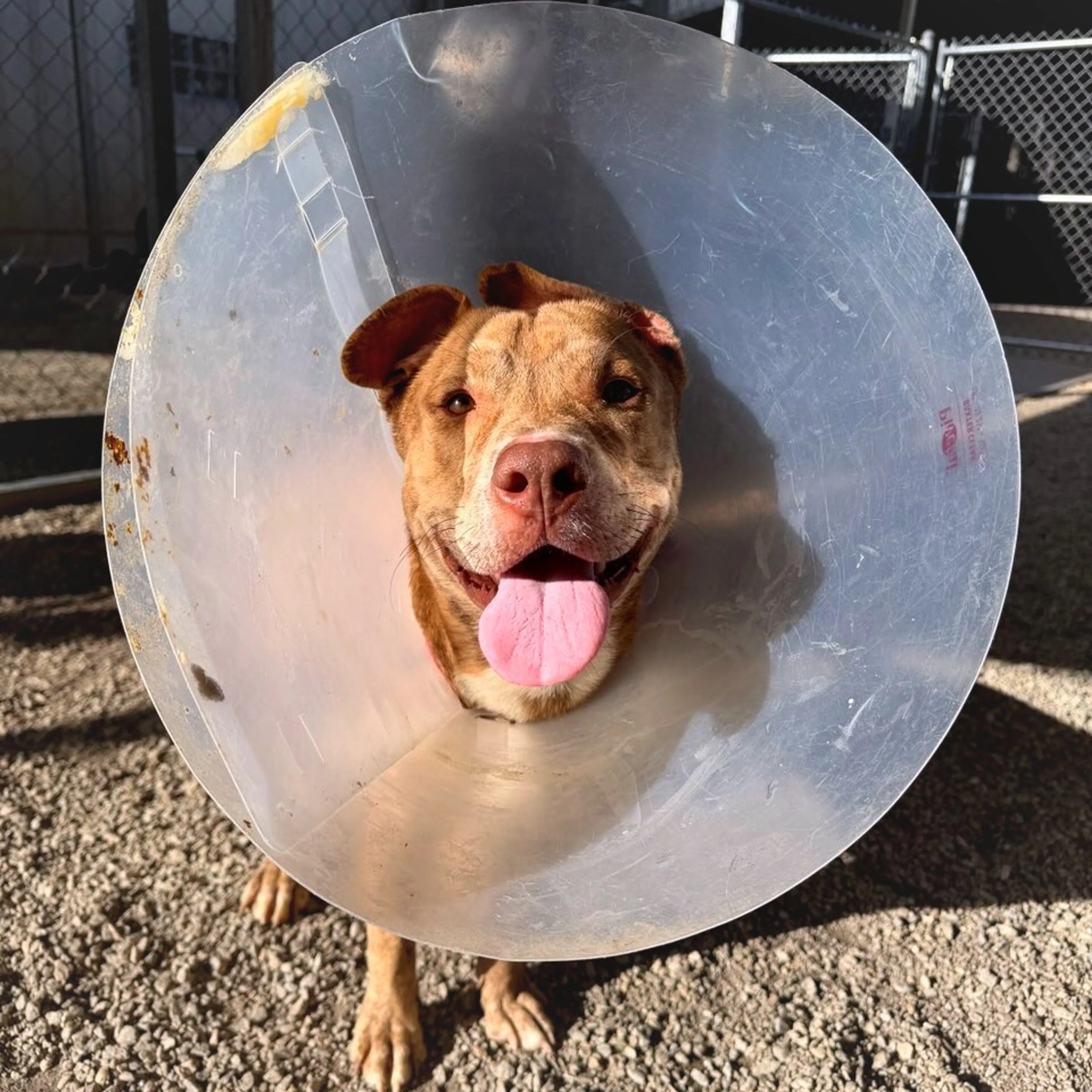 Found pet-4