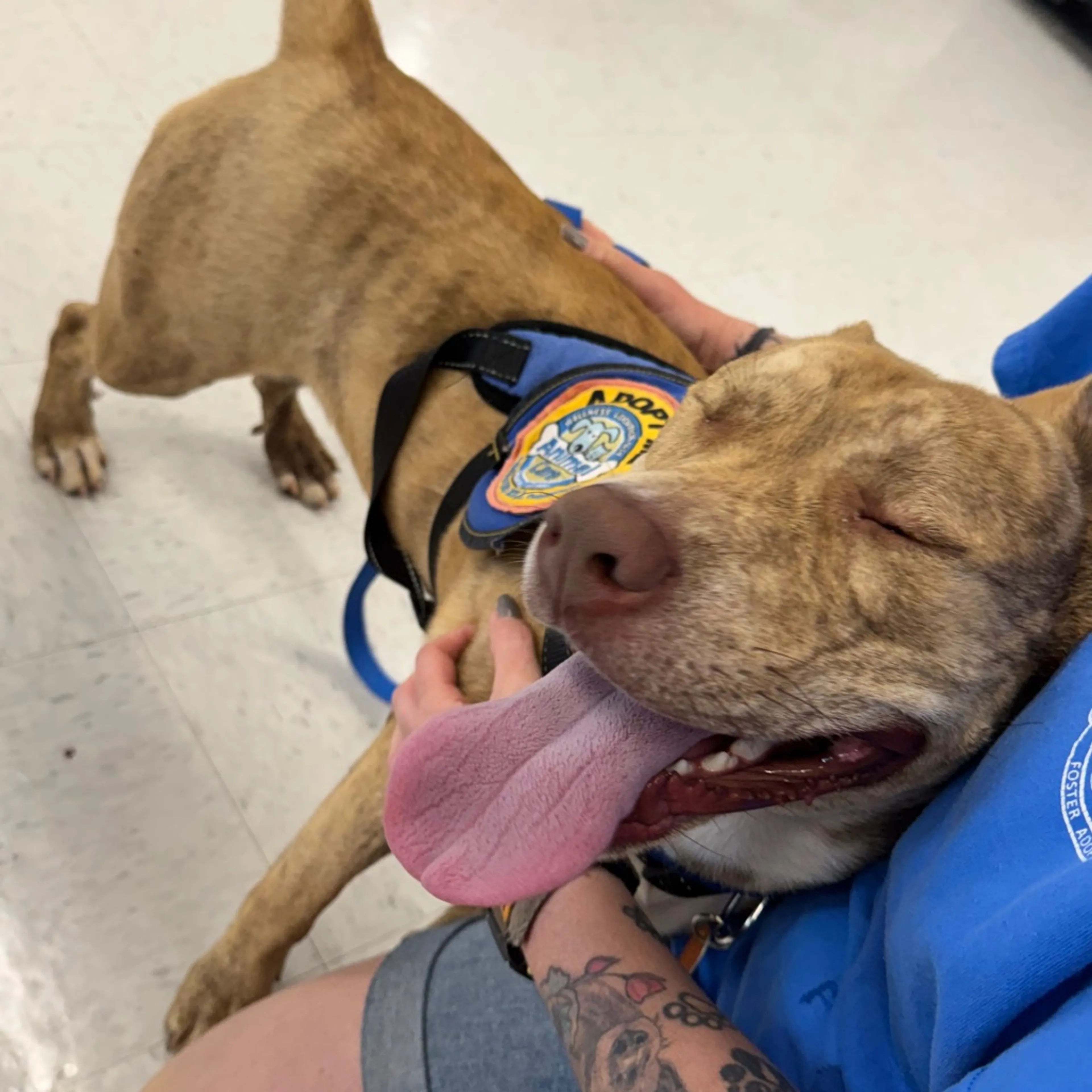 Found pet-32