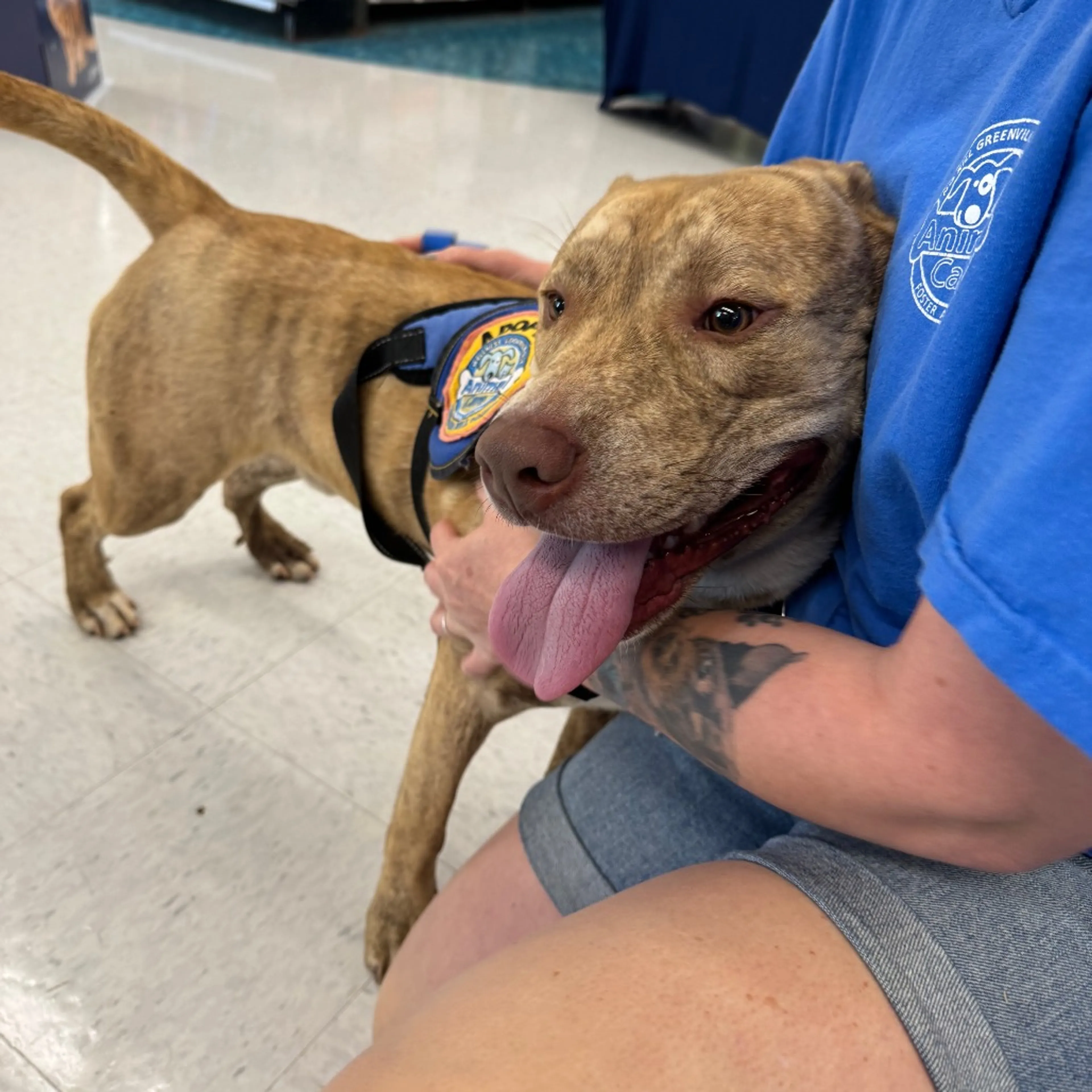 Found pet-31