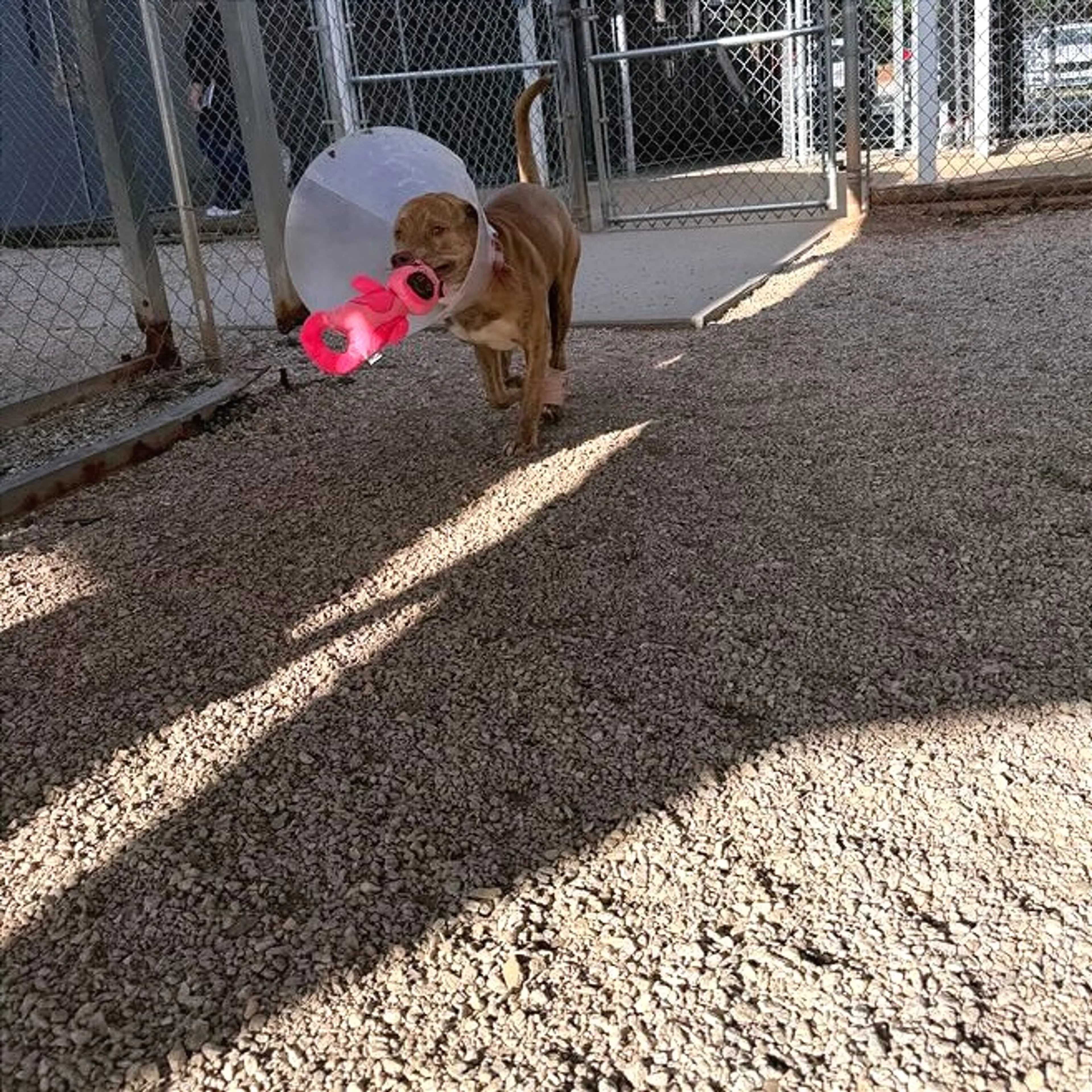 Found pet-14