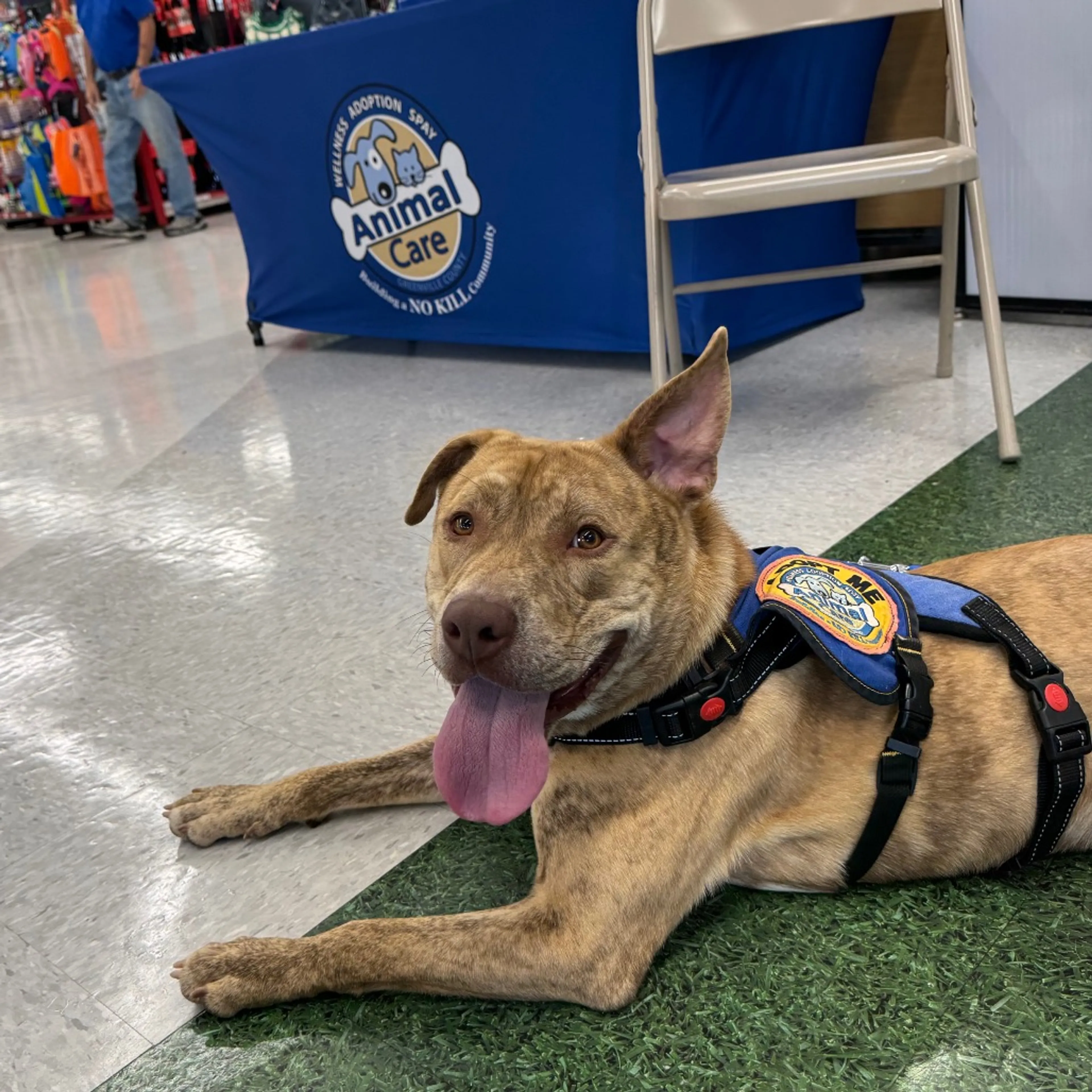 Found pet-30