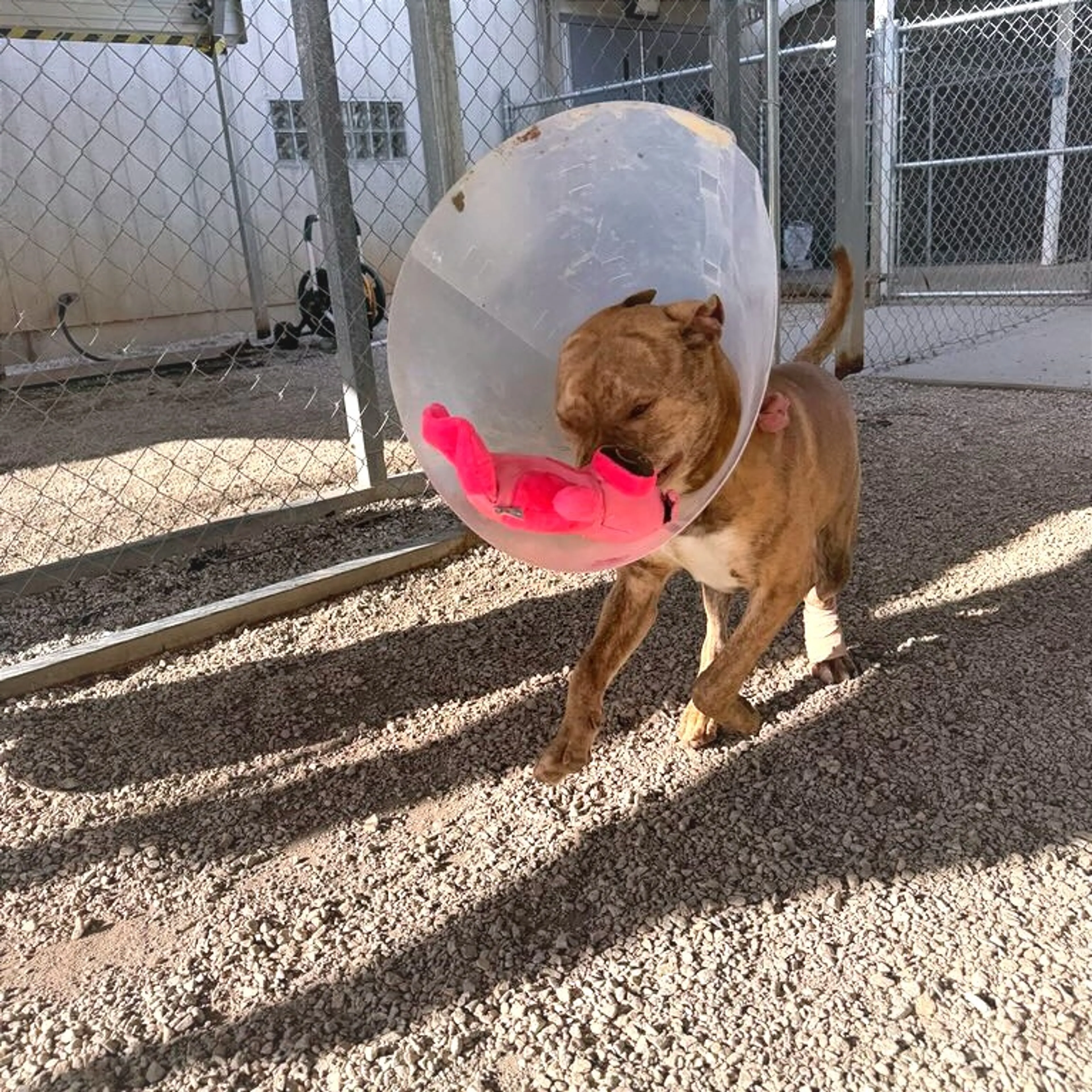 Found pet-15
