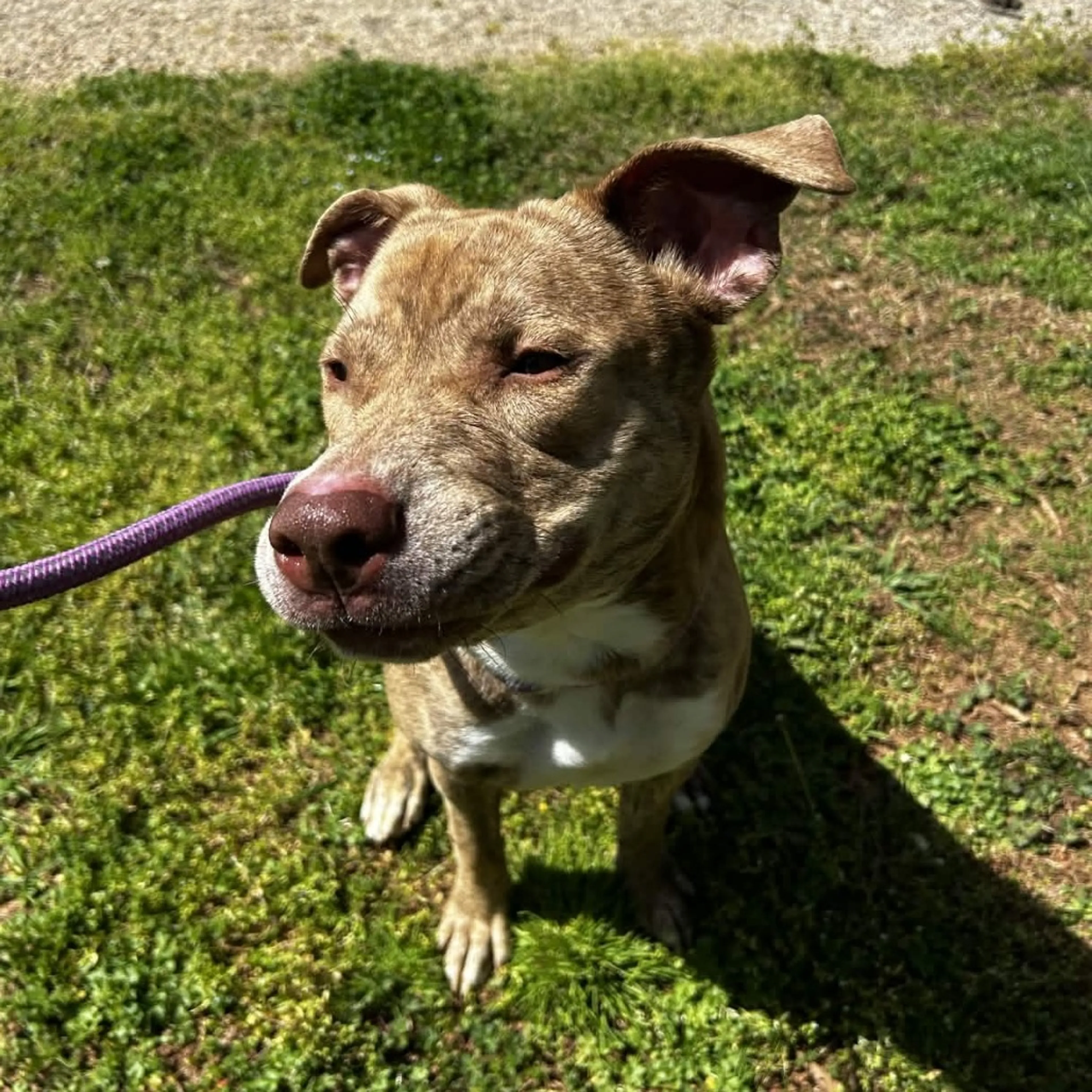 Found pet-20