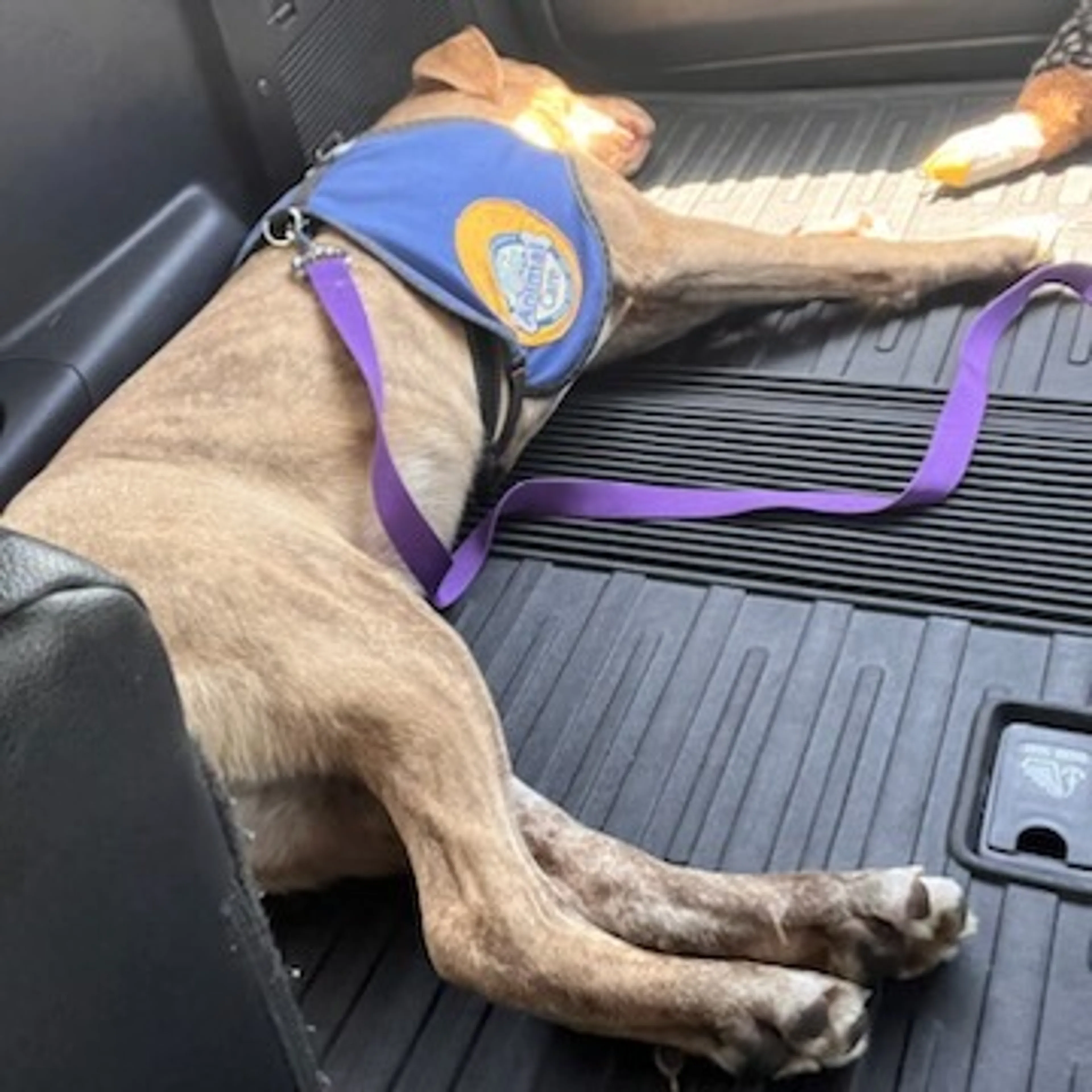 Found pet-26