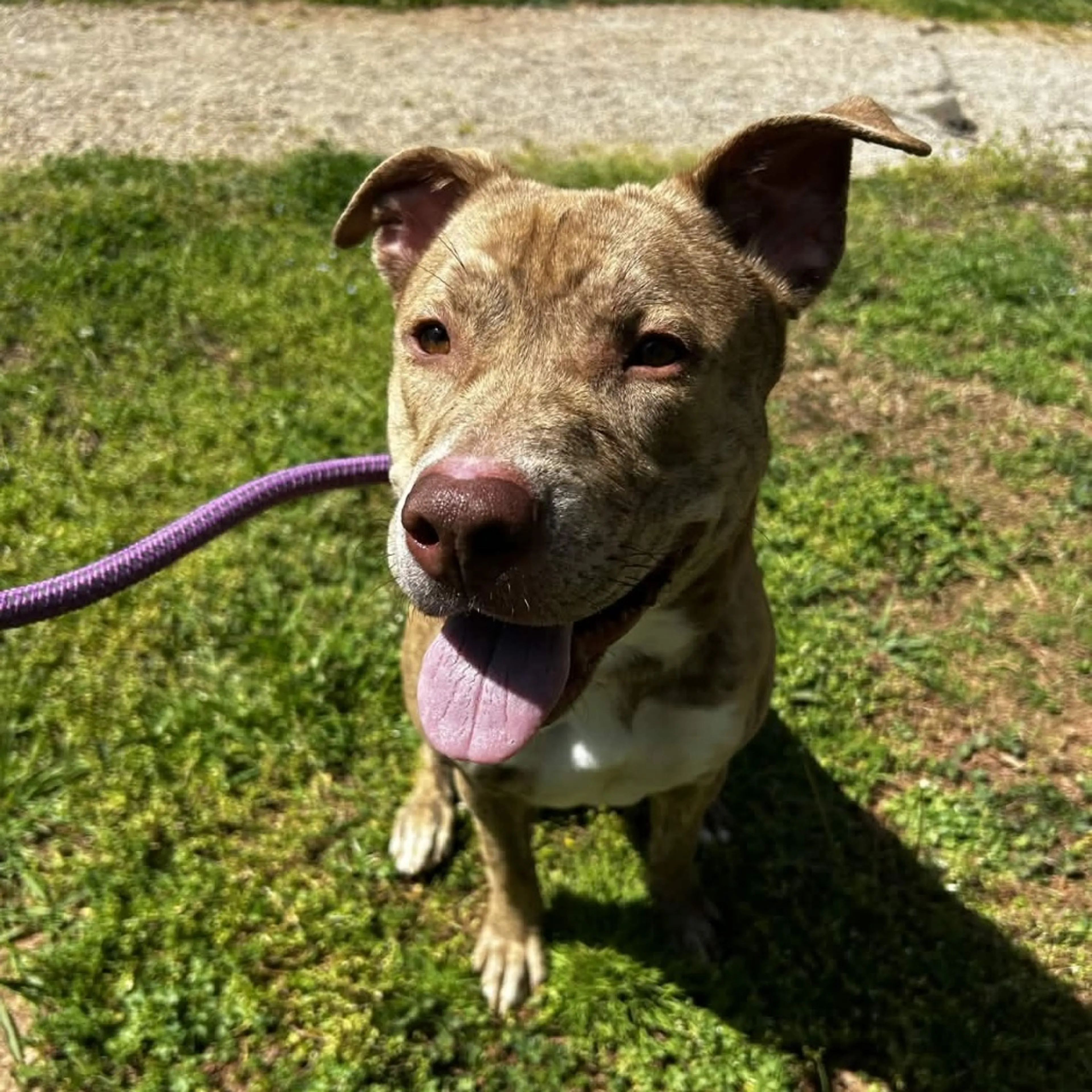 Found pet-21