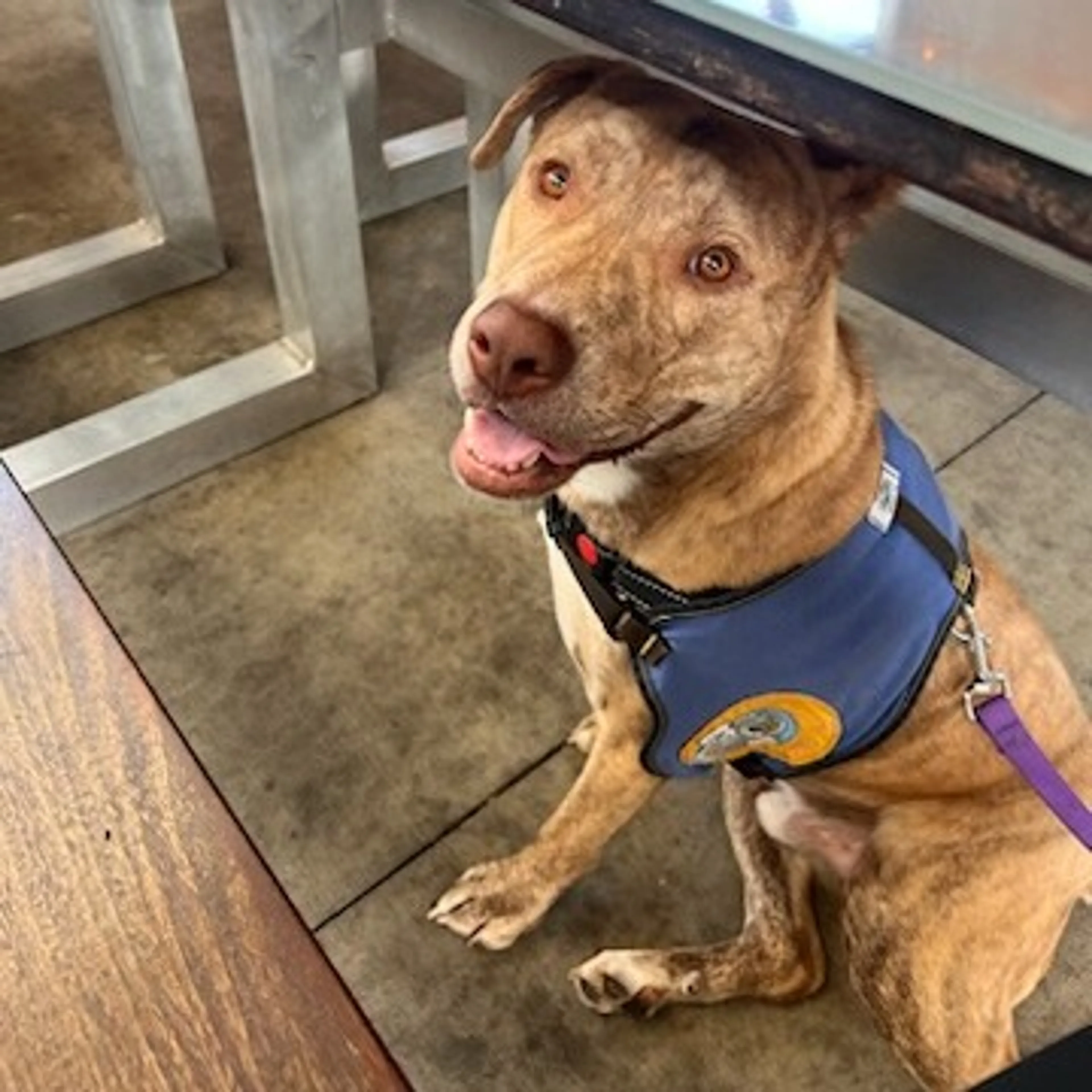 Found pet-27