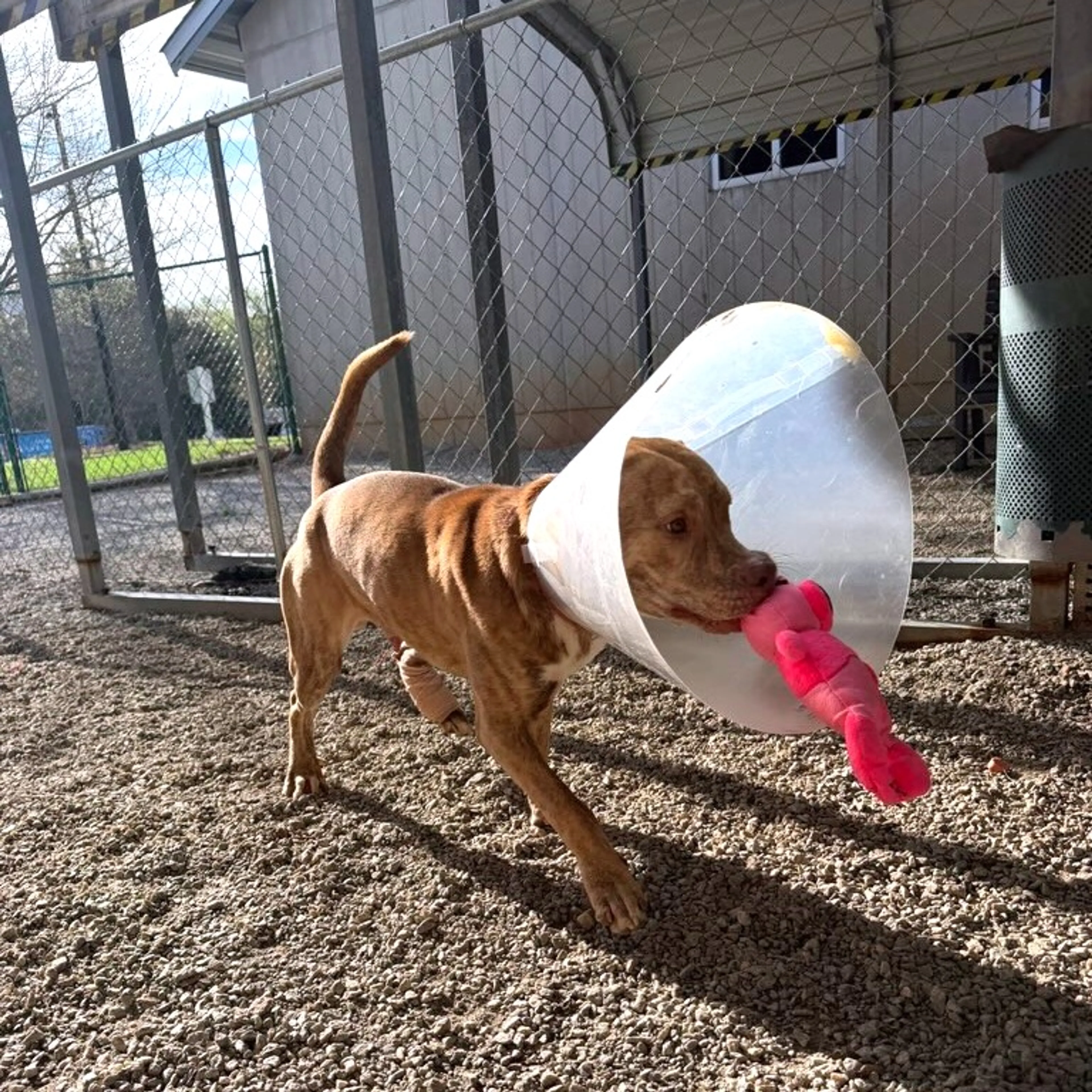 Found pet-13