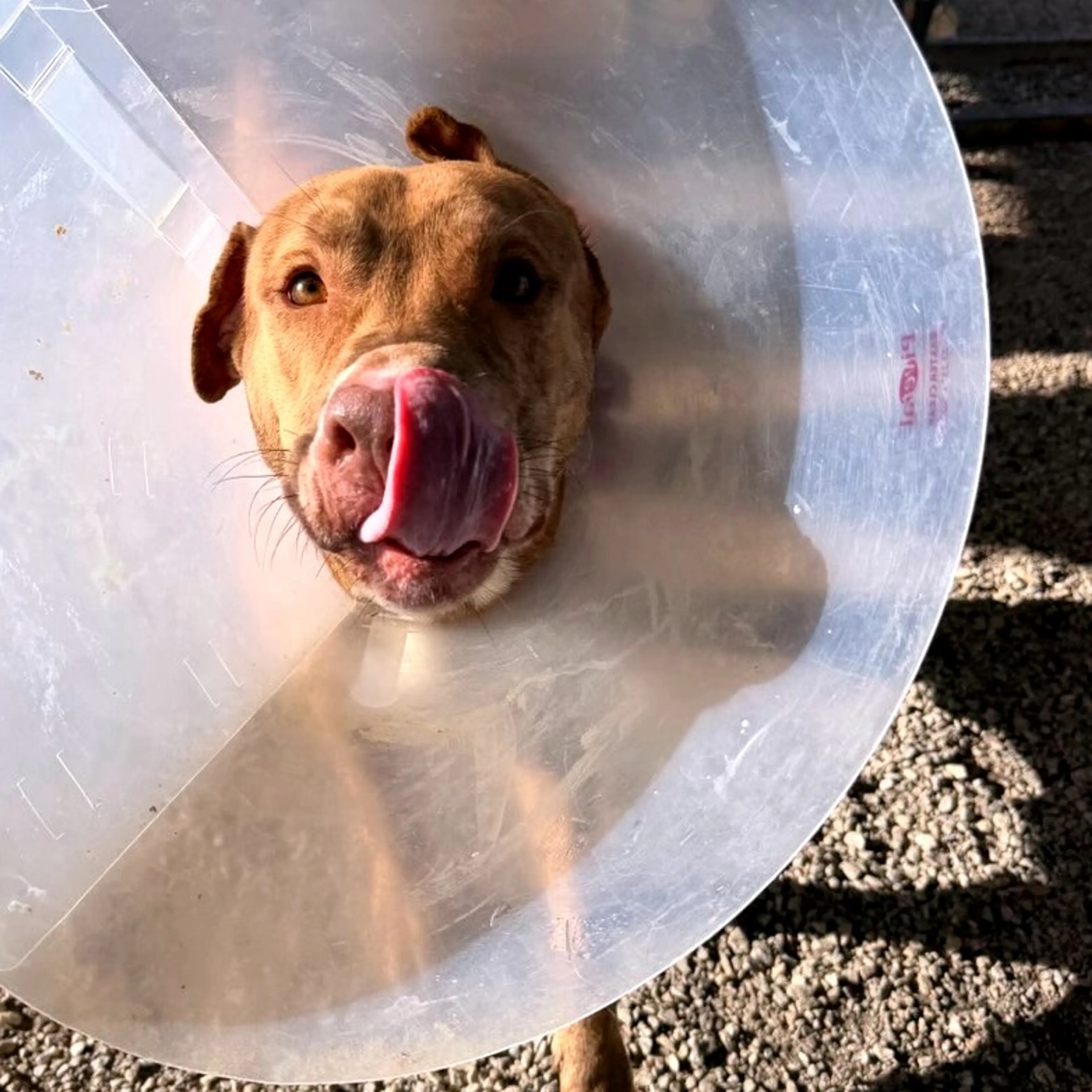 Found pet-5
