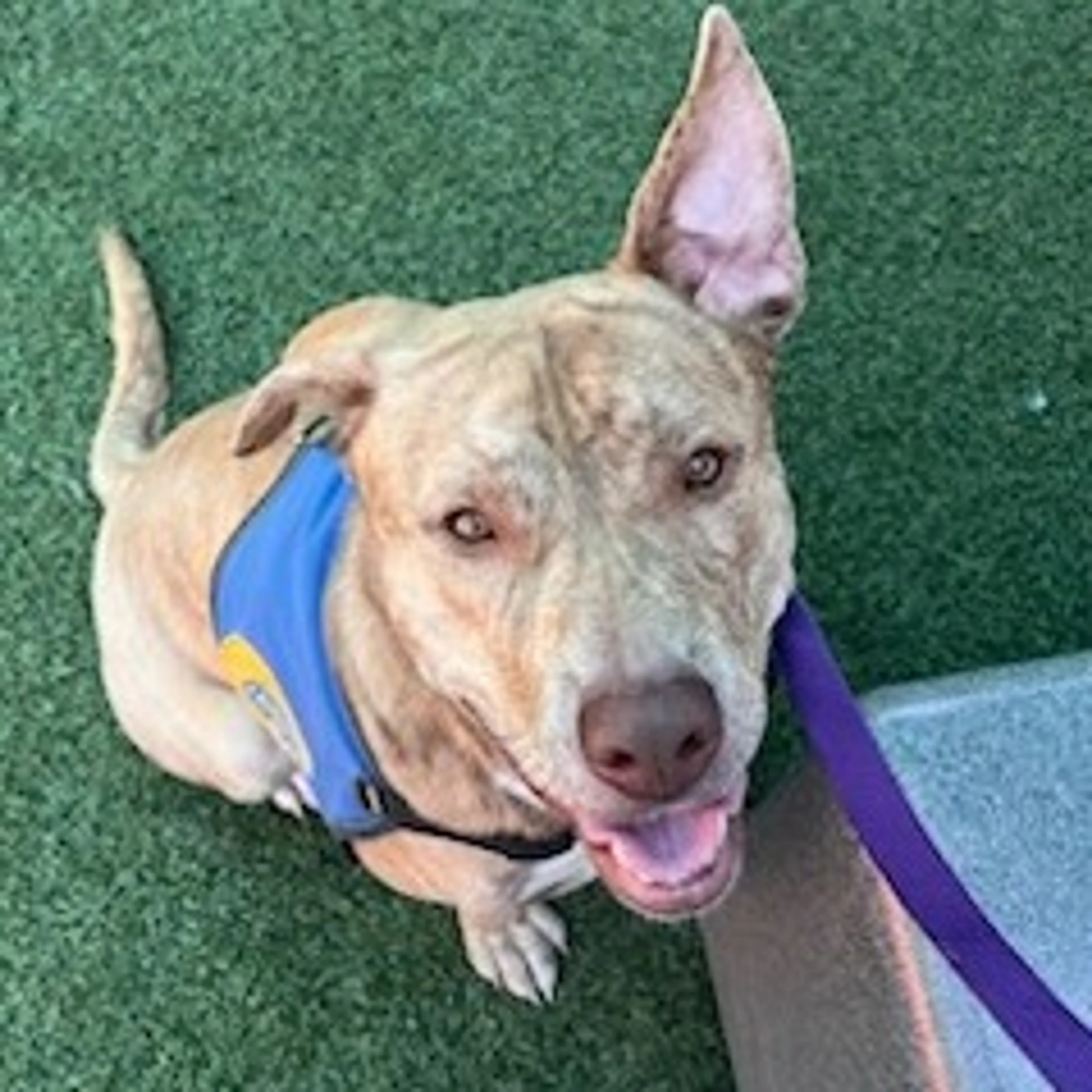 Found pet-28