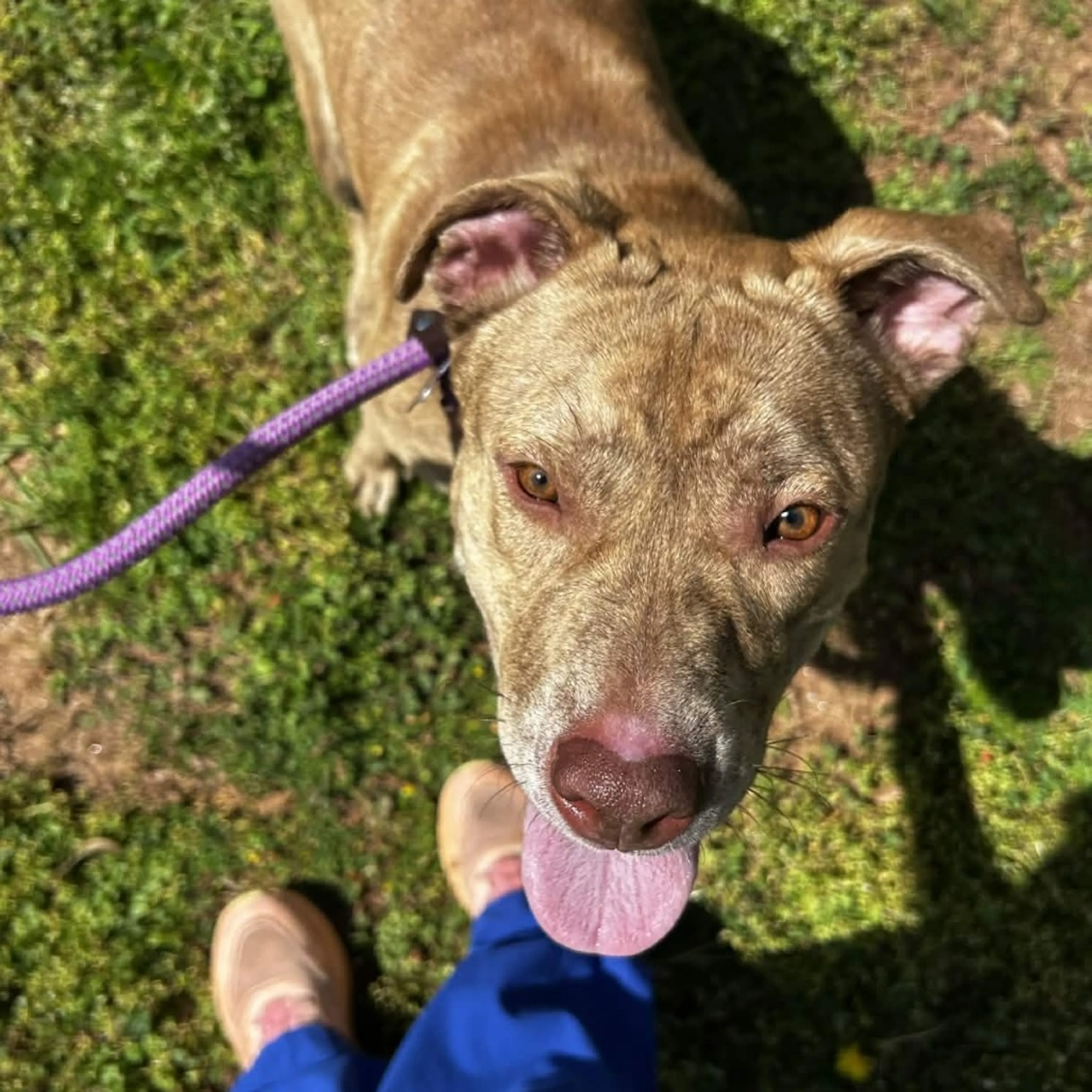 Found pet-19