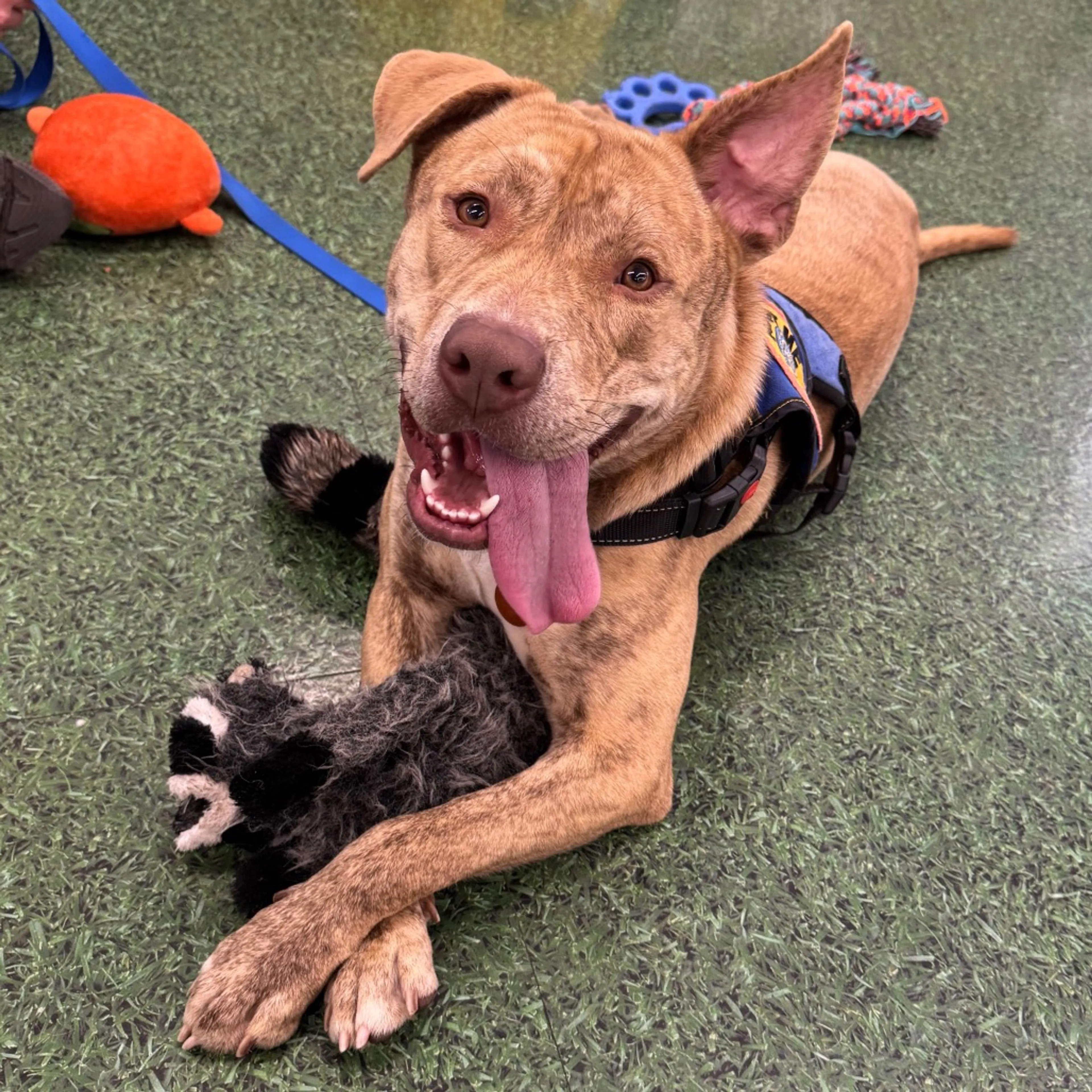 Found pet-34