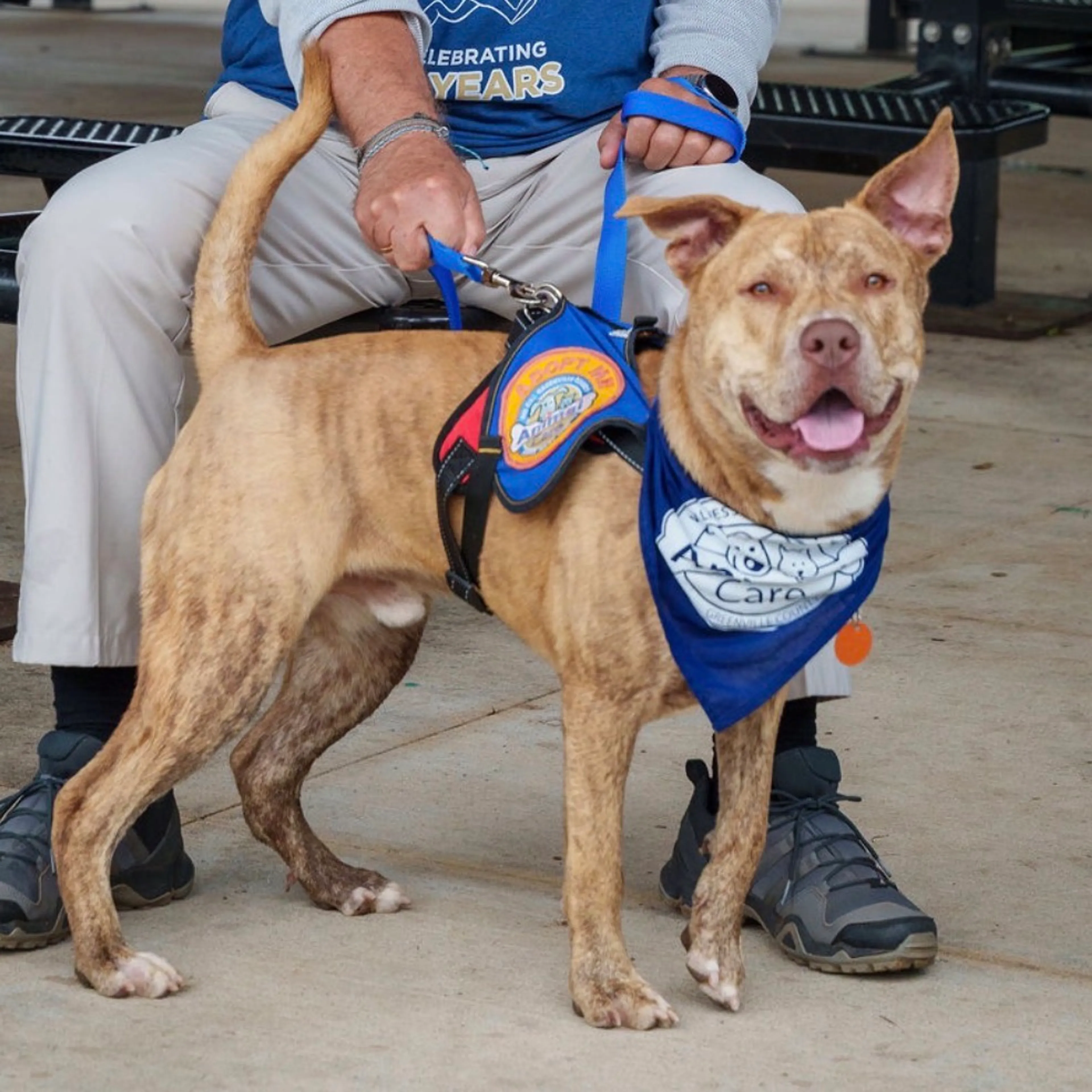 Found pet-33