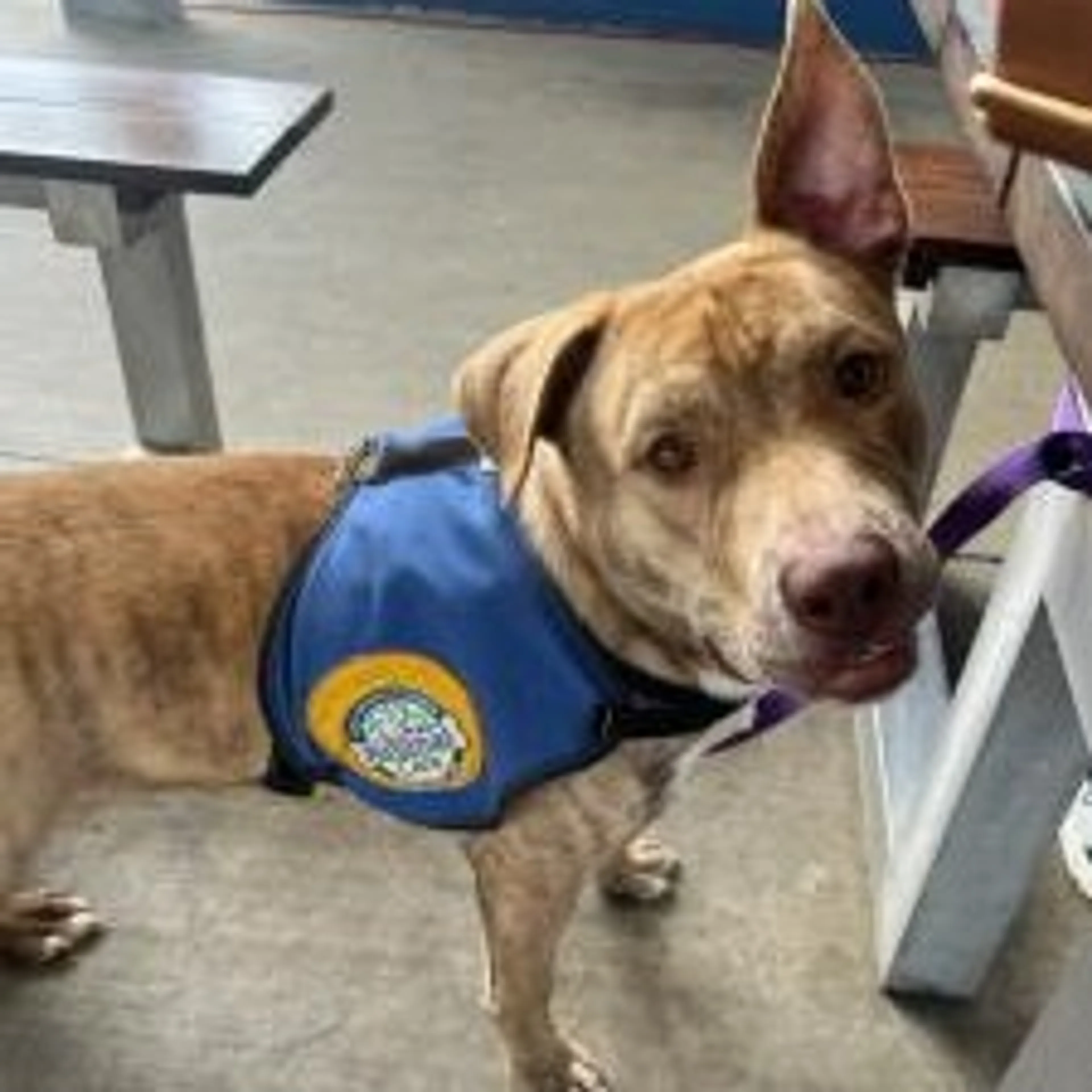 Found pet-24