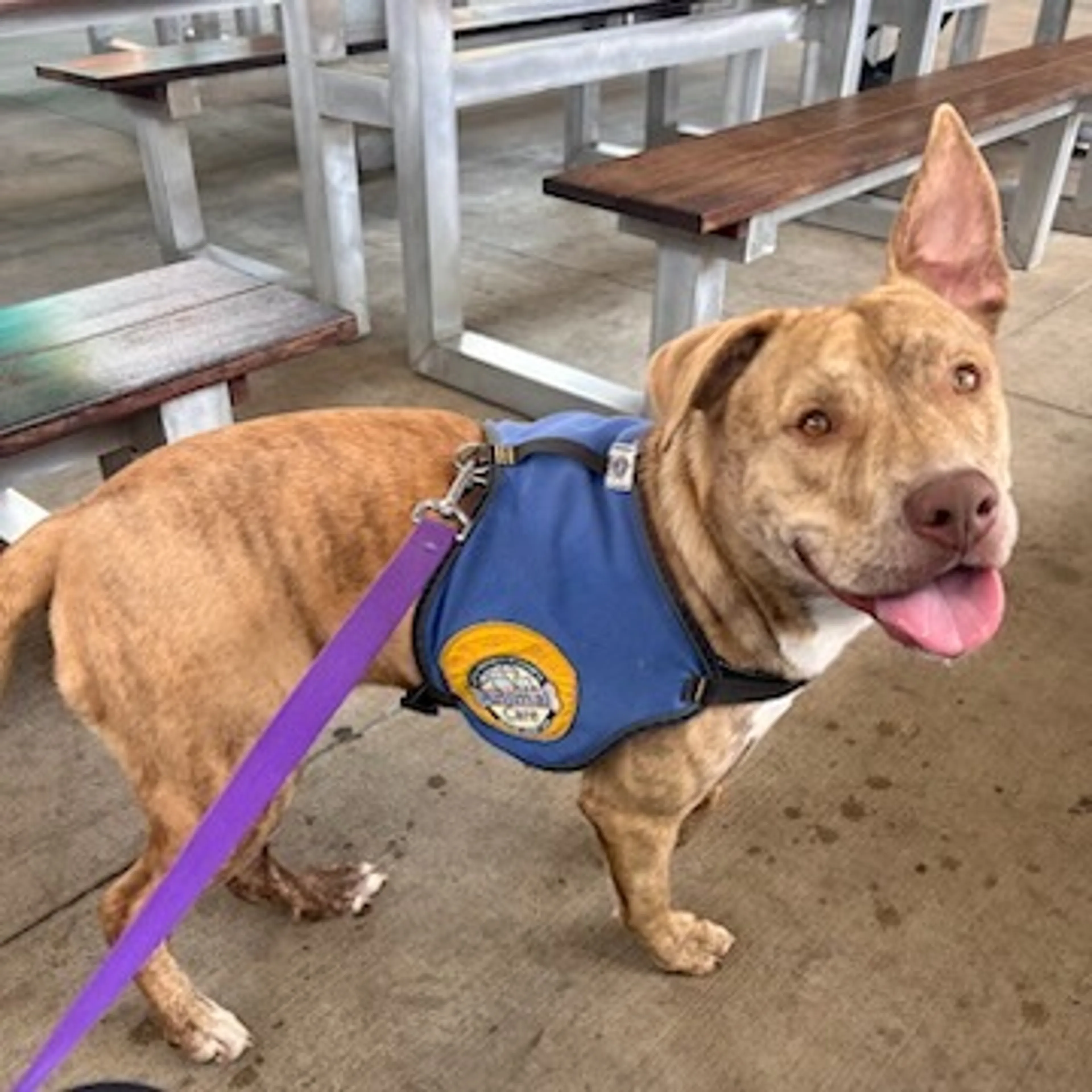 Found pet-25