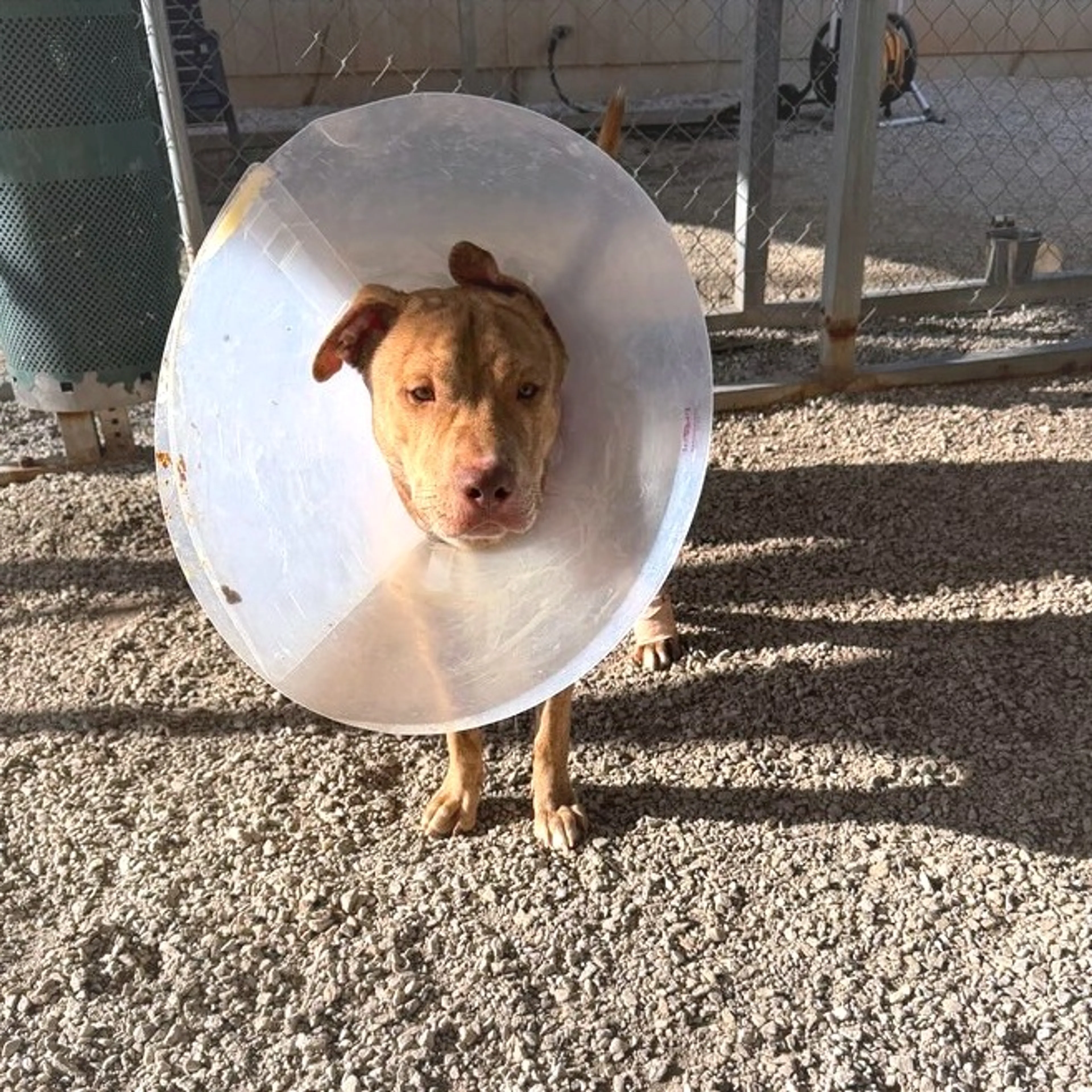 Found pet-10