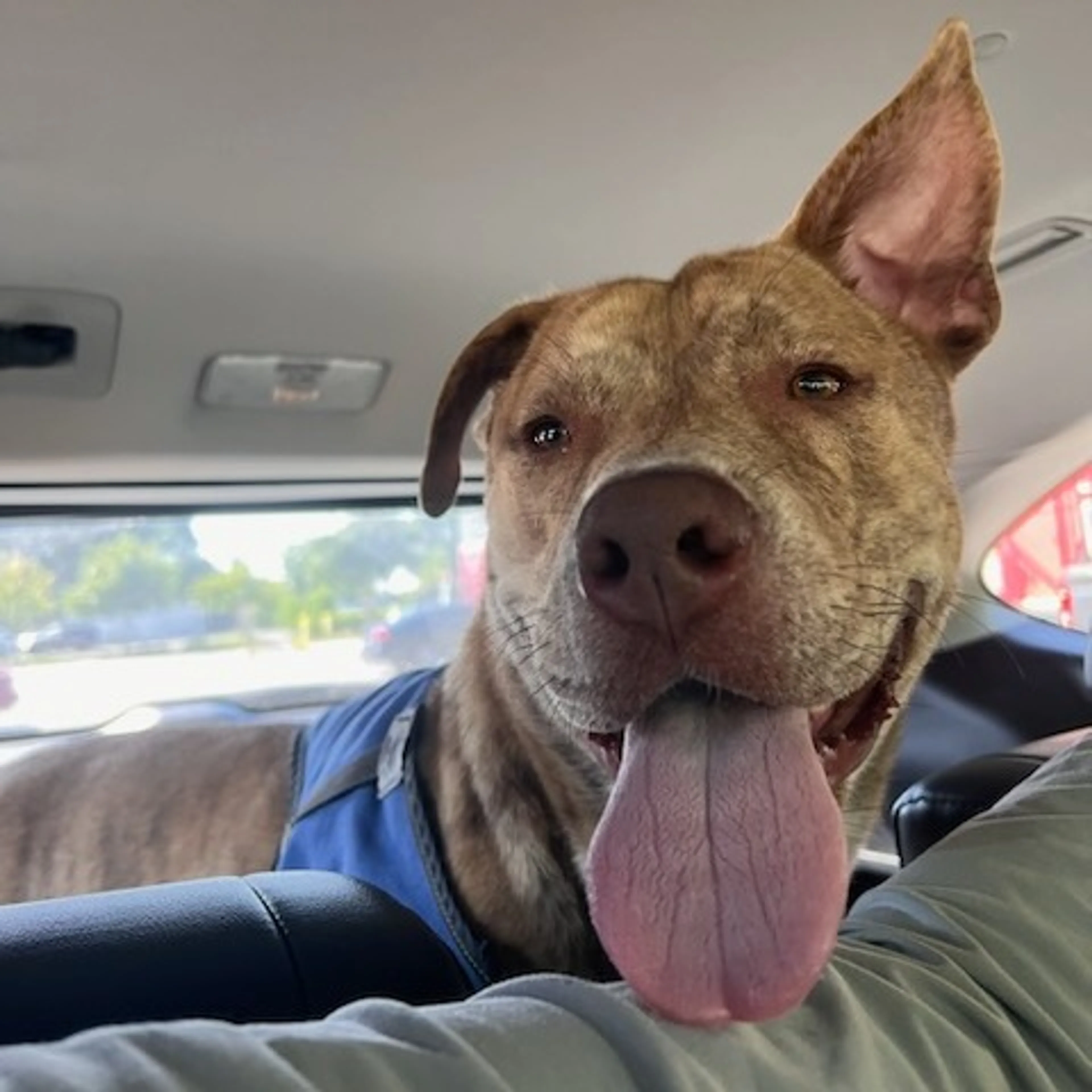 Found pet-29